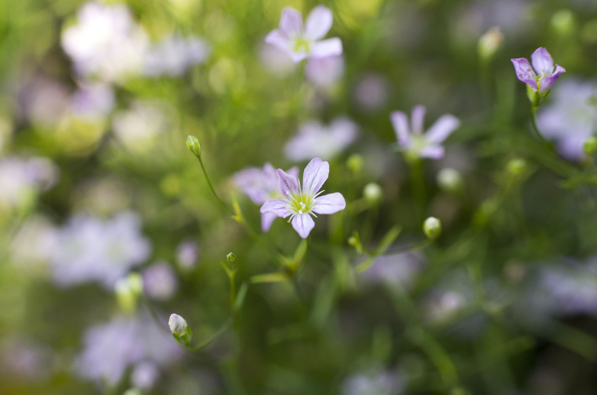 Pentax smc FA 50mm F1.4 sample photo. Flower photography
