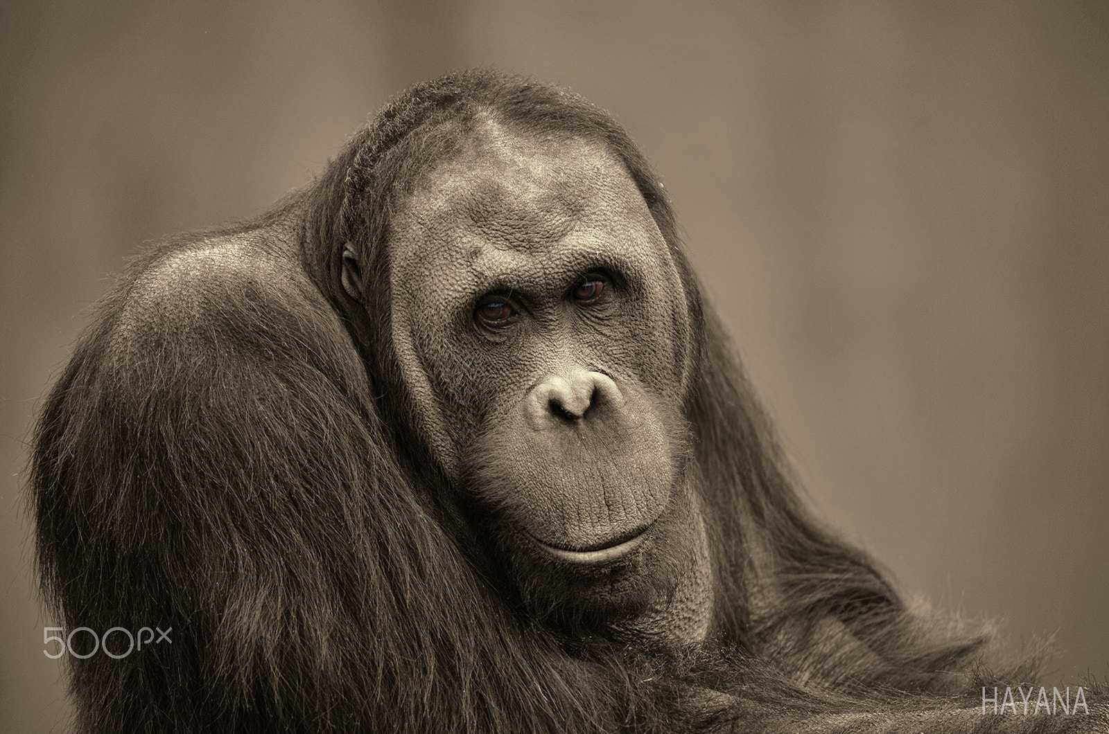 Sigma 150-600mm F5-6.3 DG OS HSM | S sample photo. Orangutan. photography
