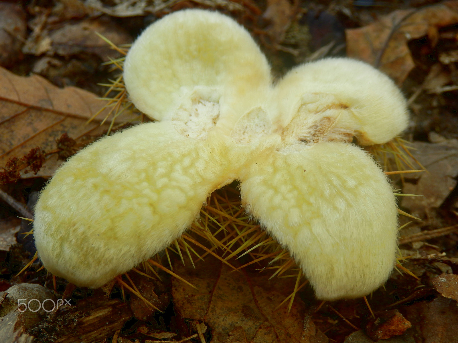 Olympus SZ-31MR sample photo. Sweet chestnut husk photography