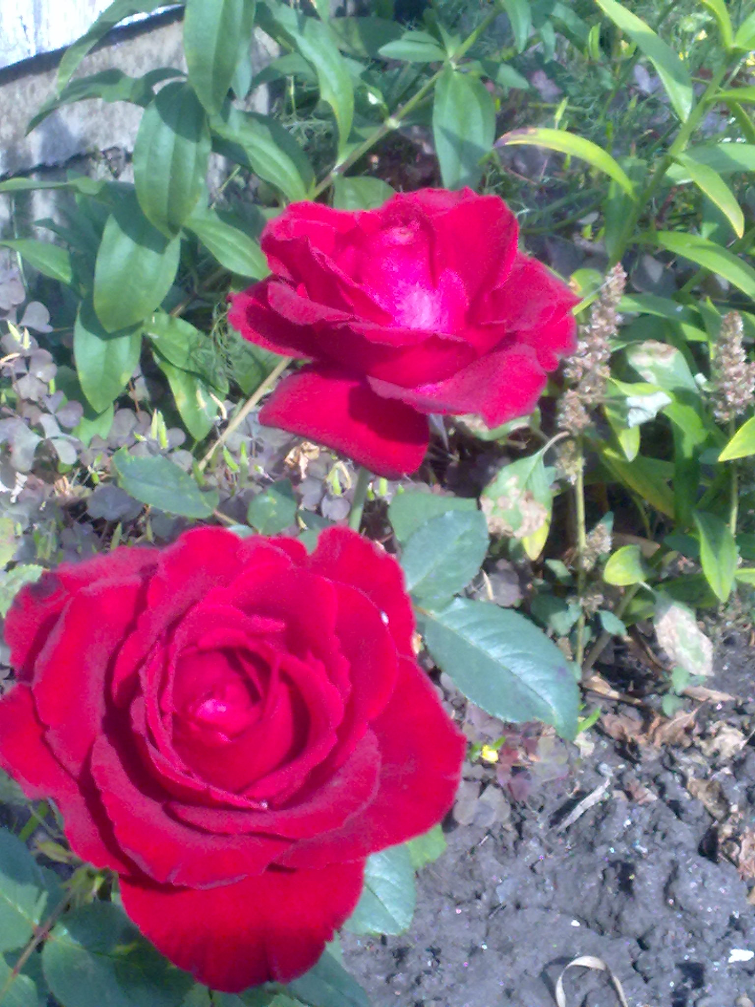 Nokia 5530 sample photo. 11092015092.jpg photography