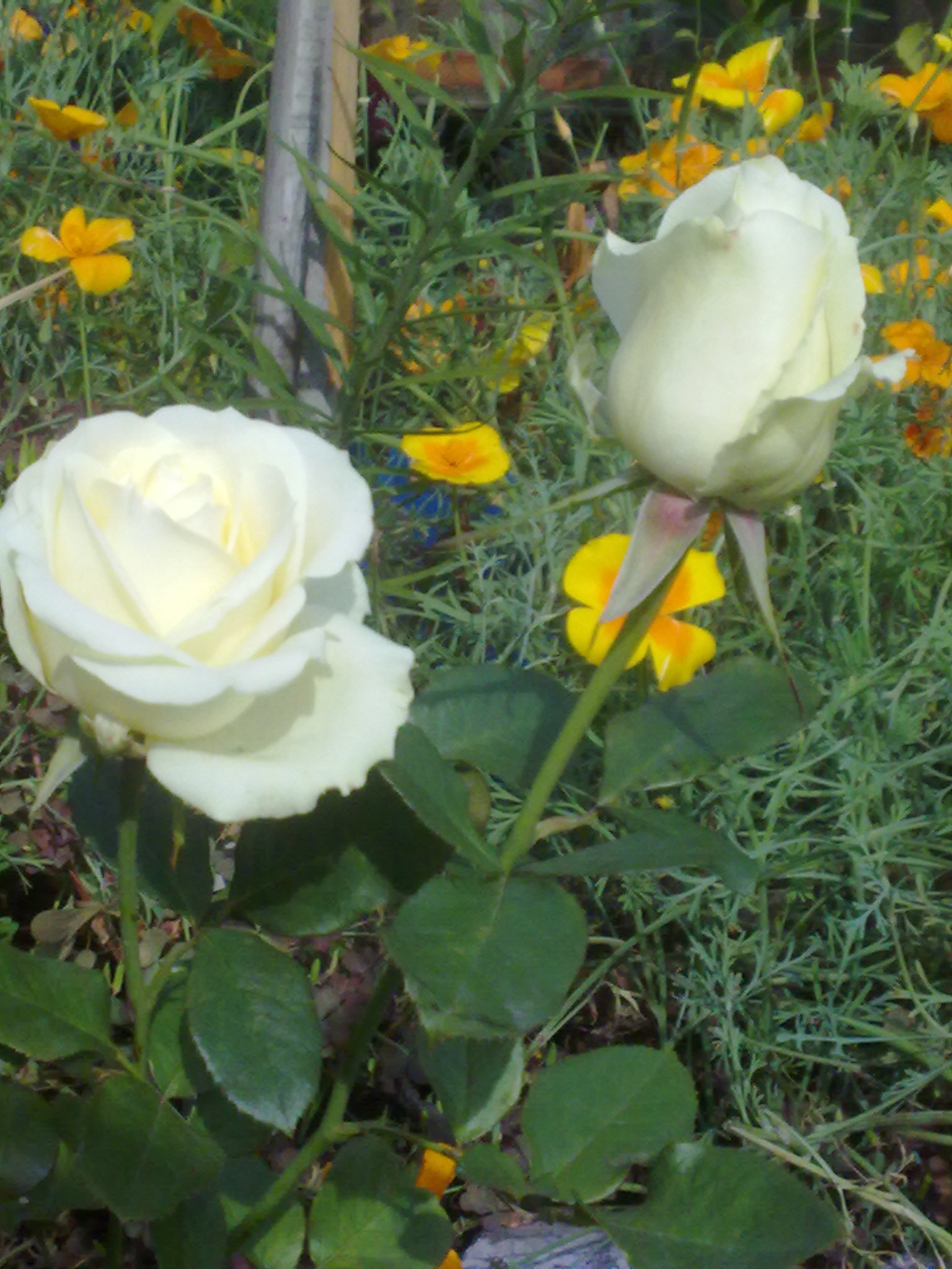 Nokia 5530 sample photo. 11092015093.jpg photography