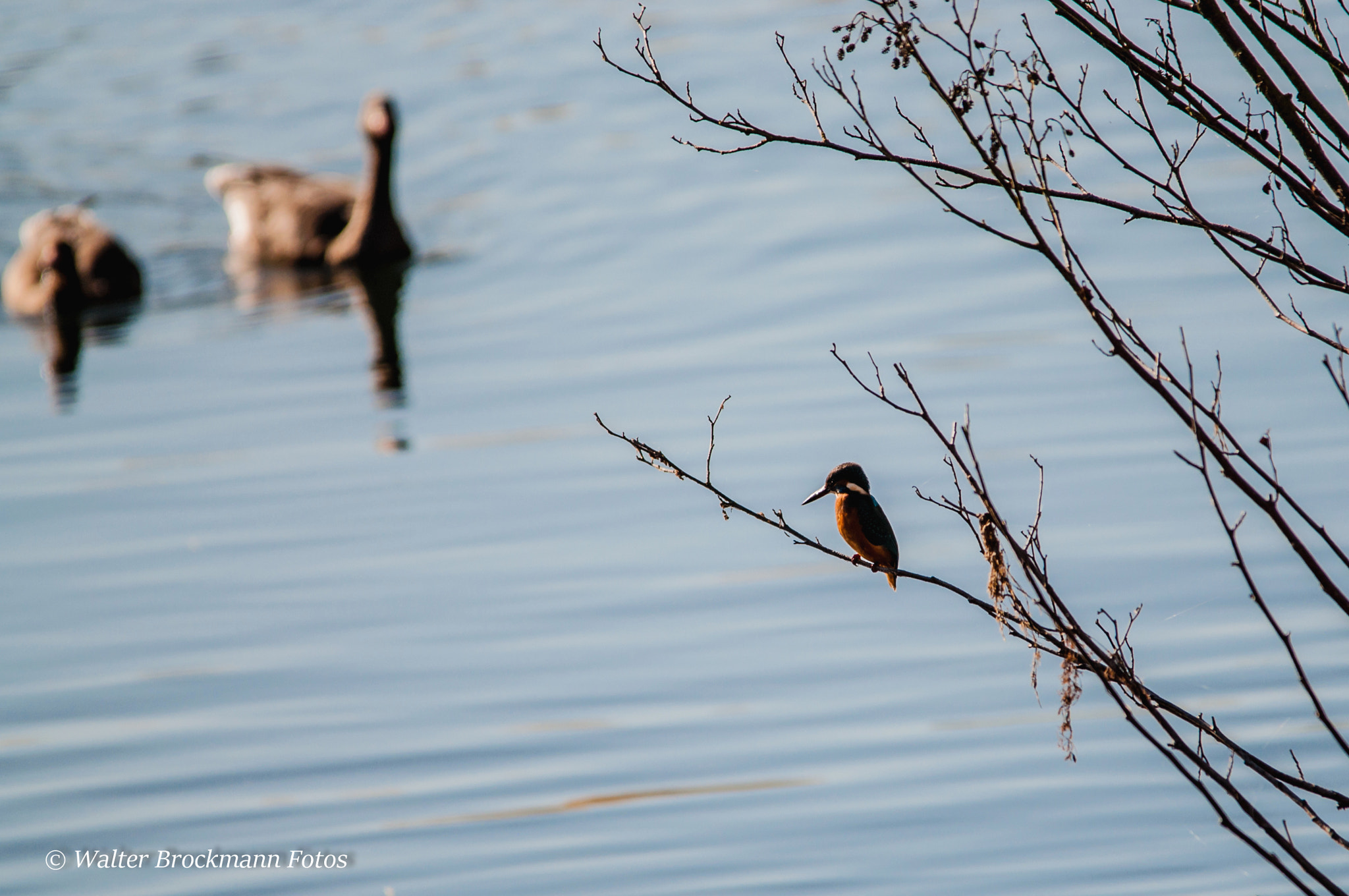 Sigma 150-500mm F5-6.3 DG OS HSM sample photo. Eisvogel/kingfisher photography