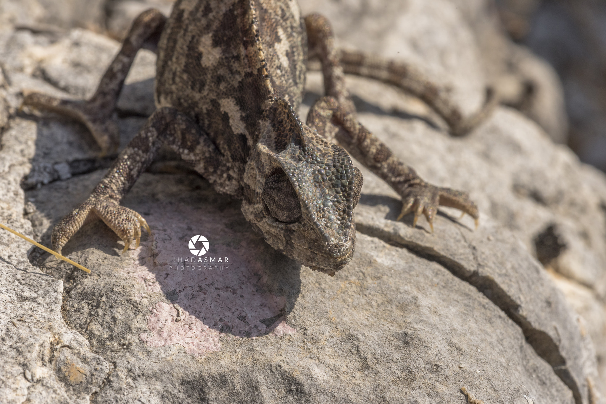 Nikon D750 + Sigma 150mm F2.8 EX DG Macro HSM sample photo. Chameleon's camo - lebanon photography