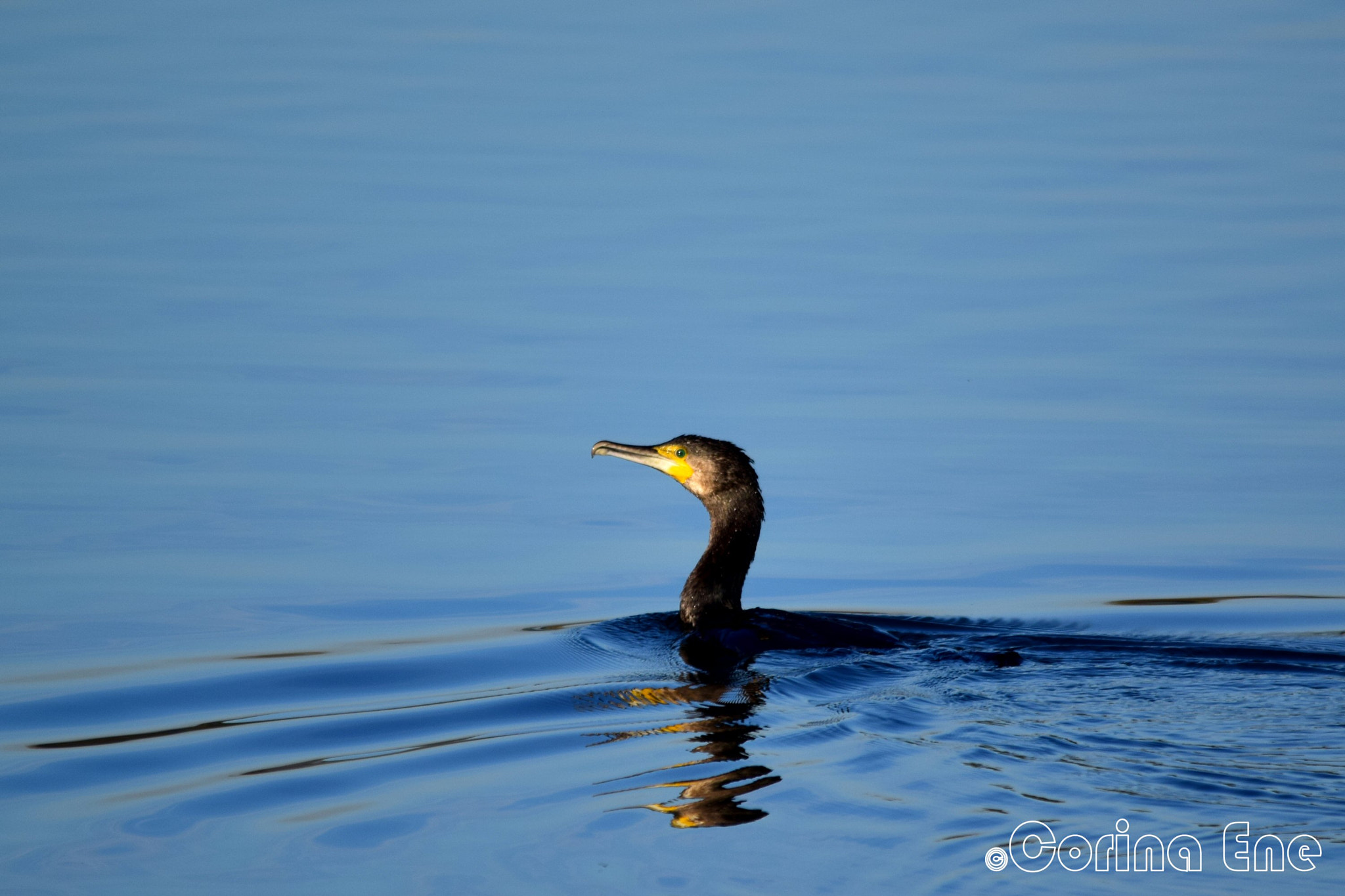 Sigma 150-500mm F5-6.3 DG OS HSM sample photo. Hello! photography