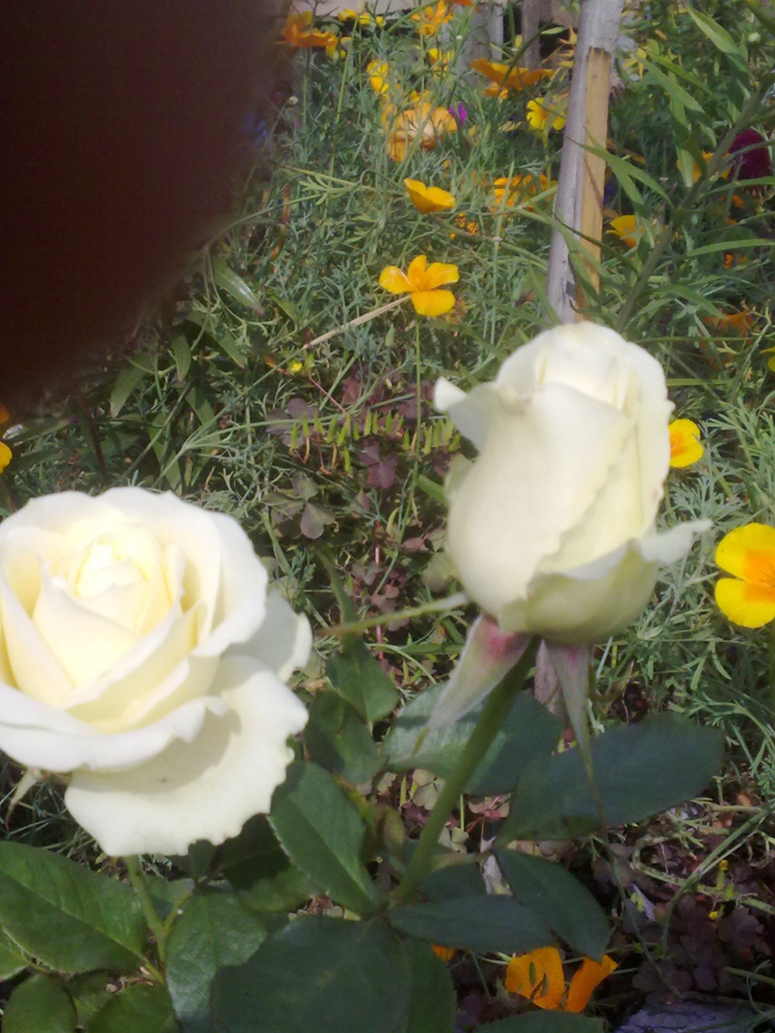 Nokia 5530 sample photo. 11092015091.jpg photography