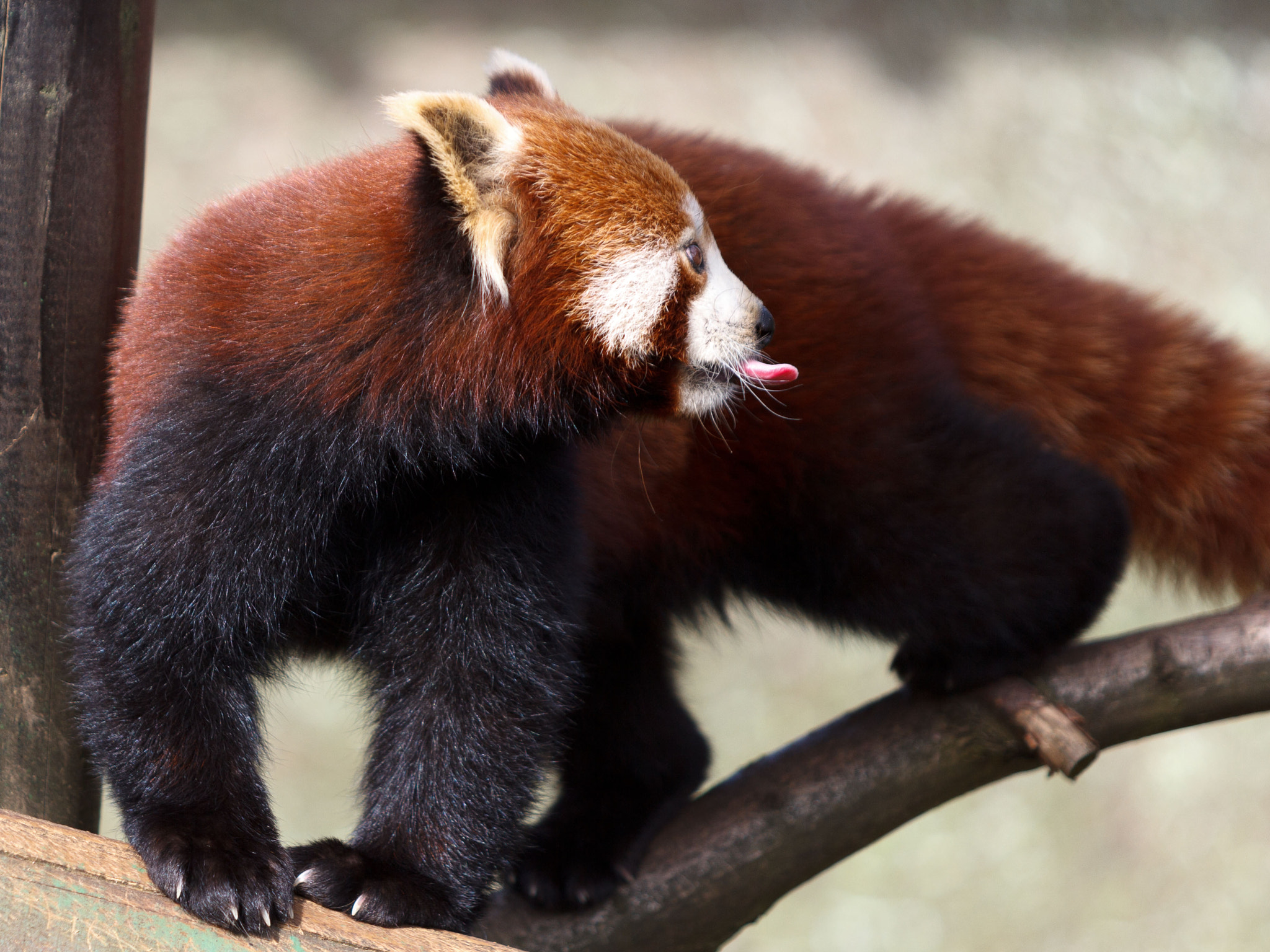 Canon EF 70-200mm F2.8L USM sample photo. Red panda photography