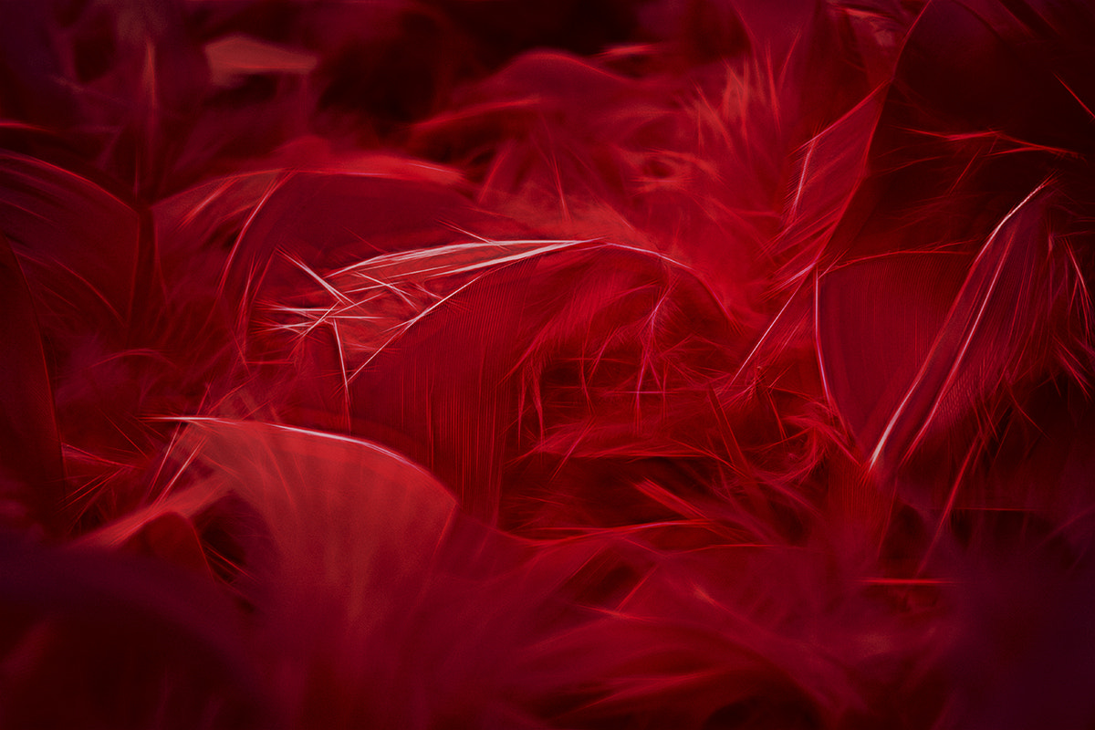 Olympus PEN-F sample photo. Cuddle evening ... photography