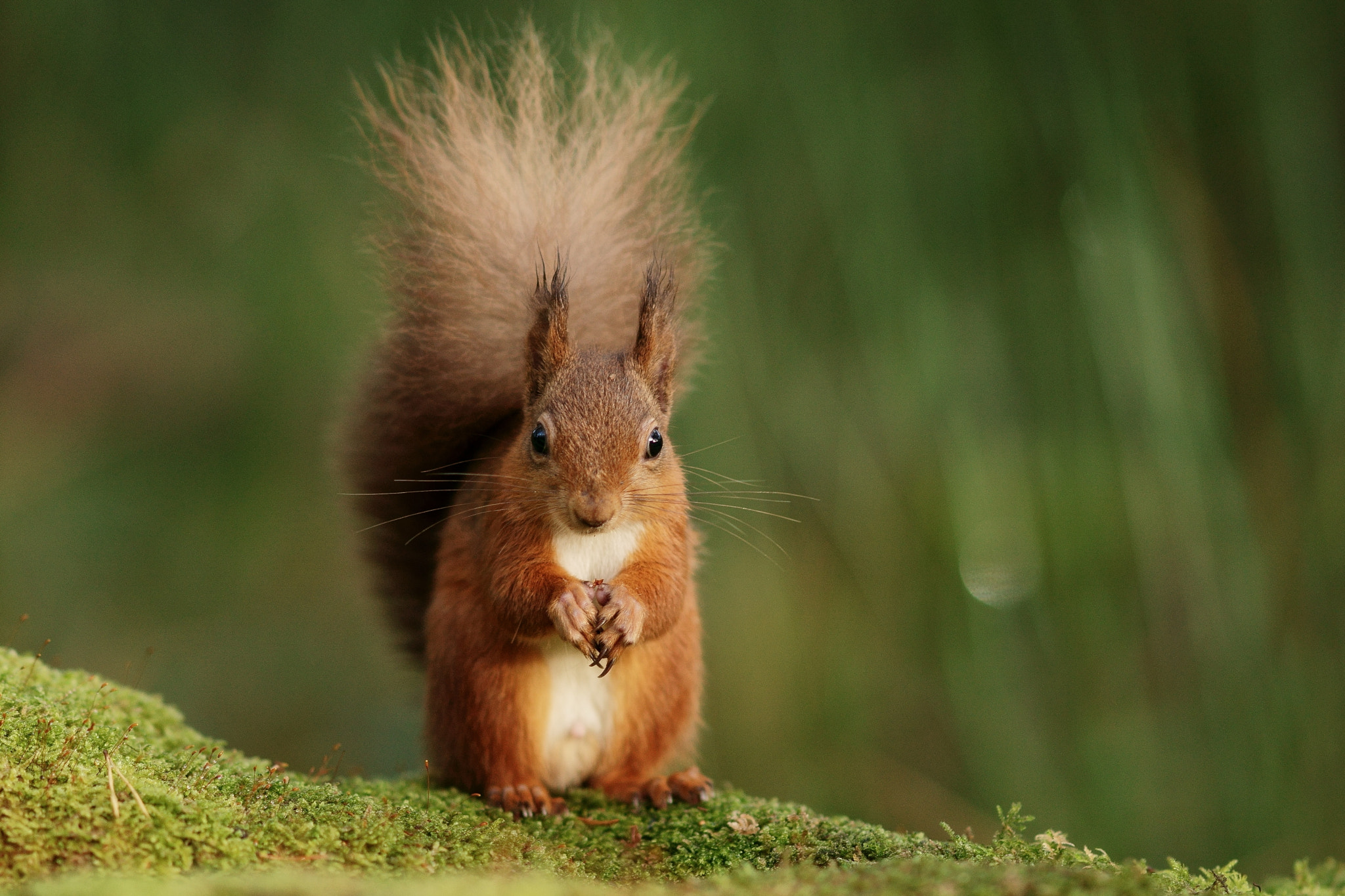 Sony Sonnar T* 135mm F1.8 ZA sample photo. 'derek' in foresthow wood photography