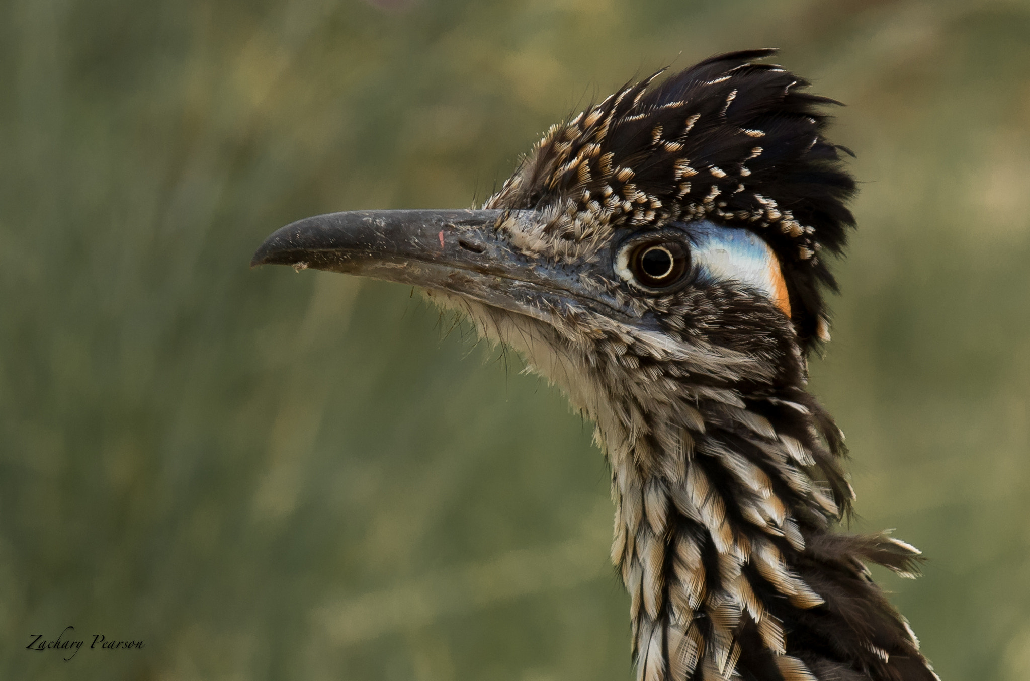 Canon EOS 7D Mark II + Canon EF 70-200mm F2.8L IS II USM sample photo. Greater roadrunner photography