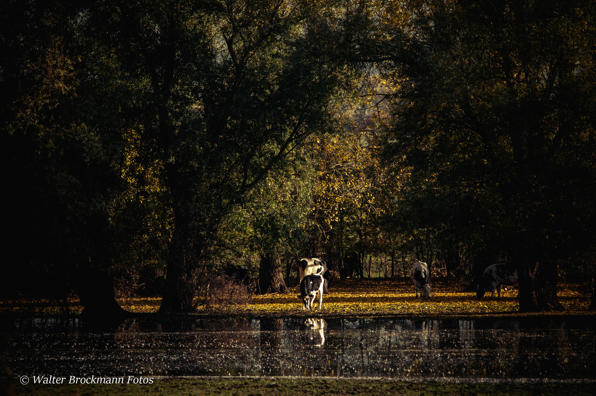 Sigma 150-500mm F5-6.3 DG OS HSM sample photo. Tiere/animals photography