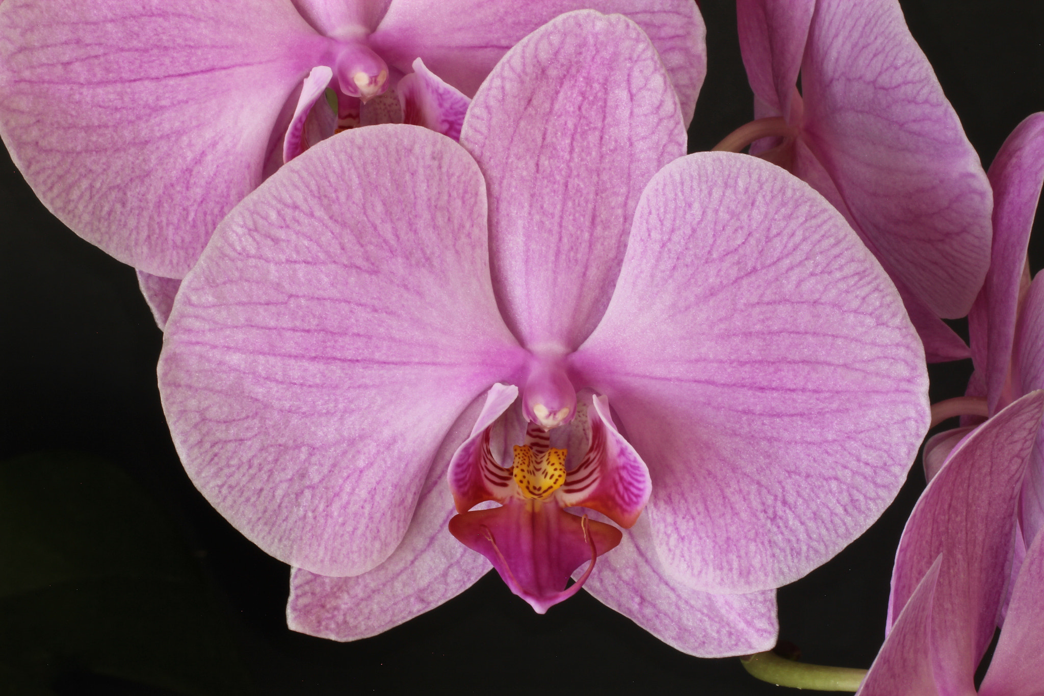 Canon EOS 60D + Canon EF 50mm F2.5 Macro sample photo. Phalenopsis closeup photography