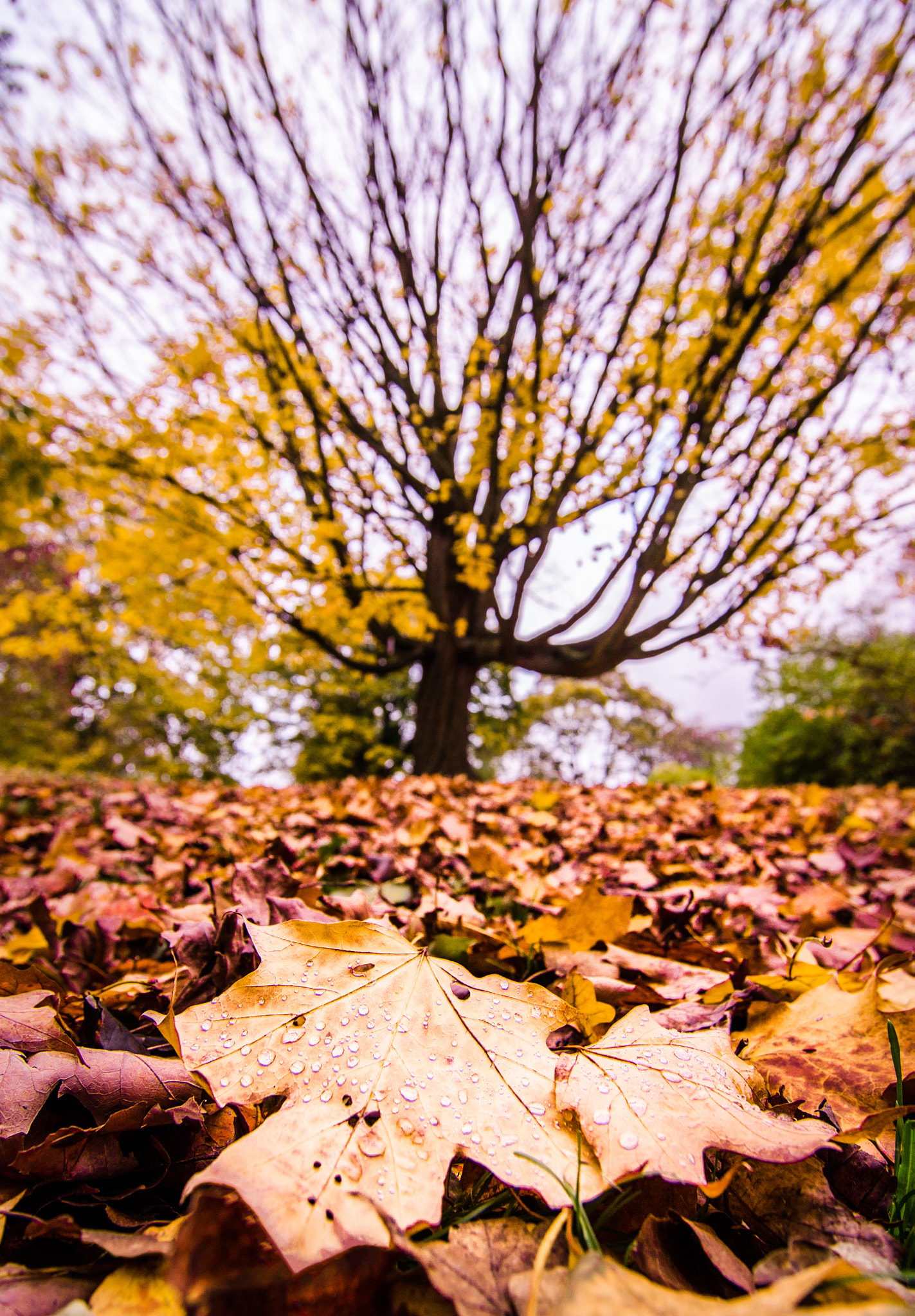 Tokina AT-X Pro 12-24mm F4 (IF) DX sample photo. Majestic tree photography