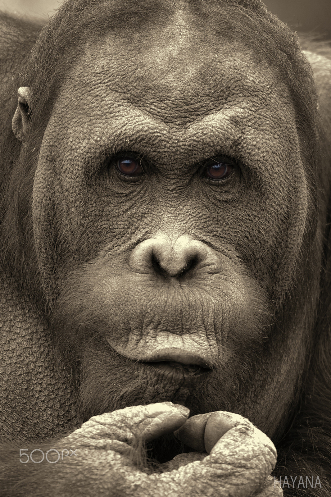 Sigma 150-600mm F5-6.3 DG OS HSM | S sample photo. Orangutan photography
