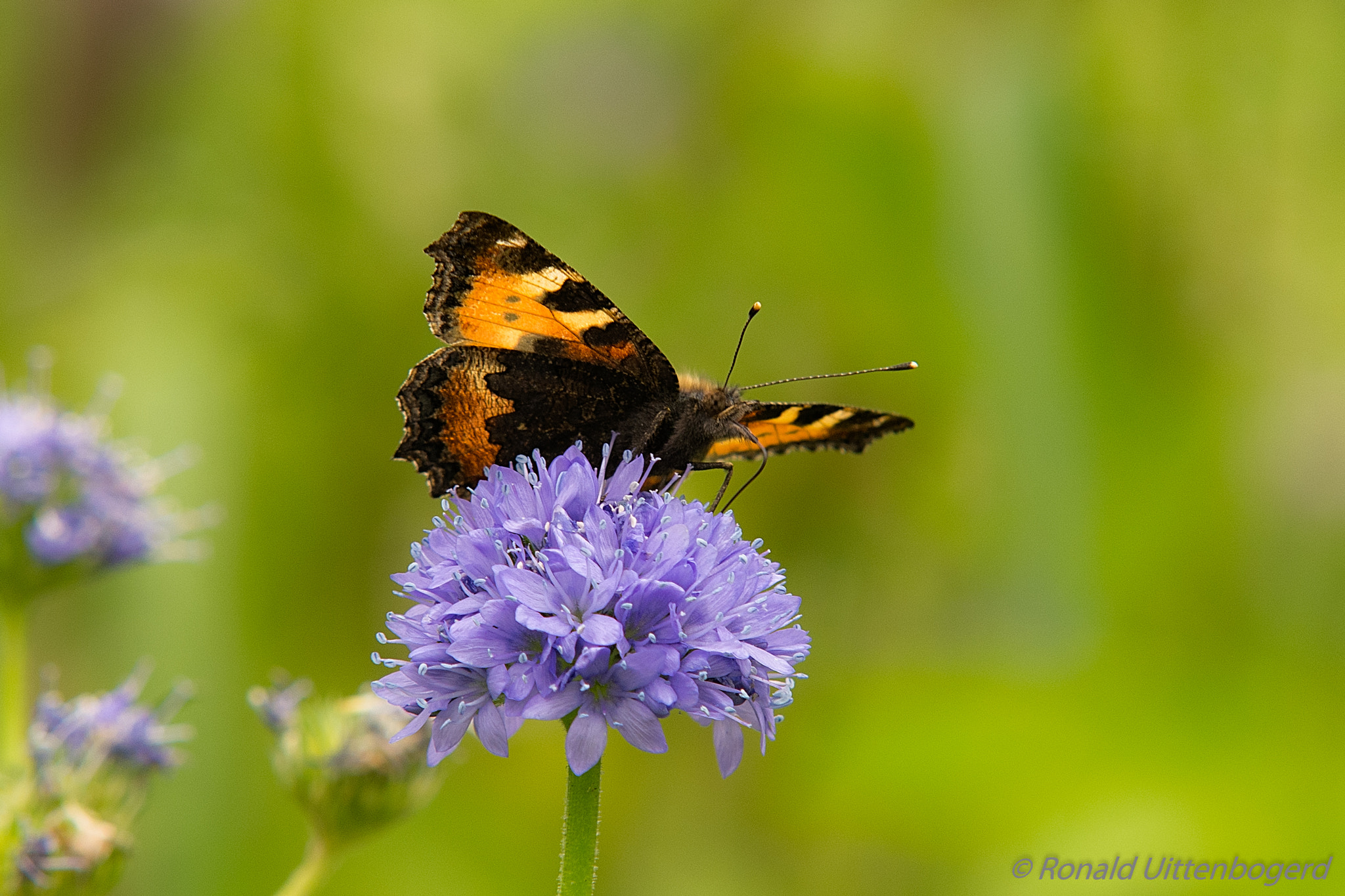 Sigma 70-200mm F2.8 EX DG Macro HSM II sample photo. Small tortoiseshell photography