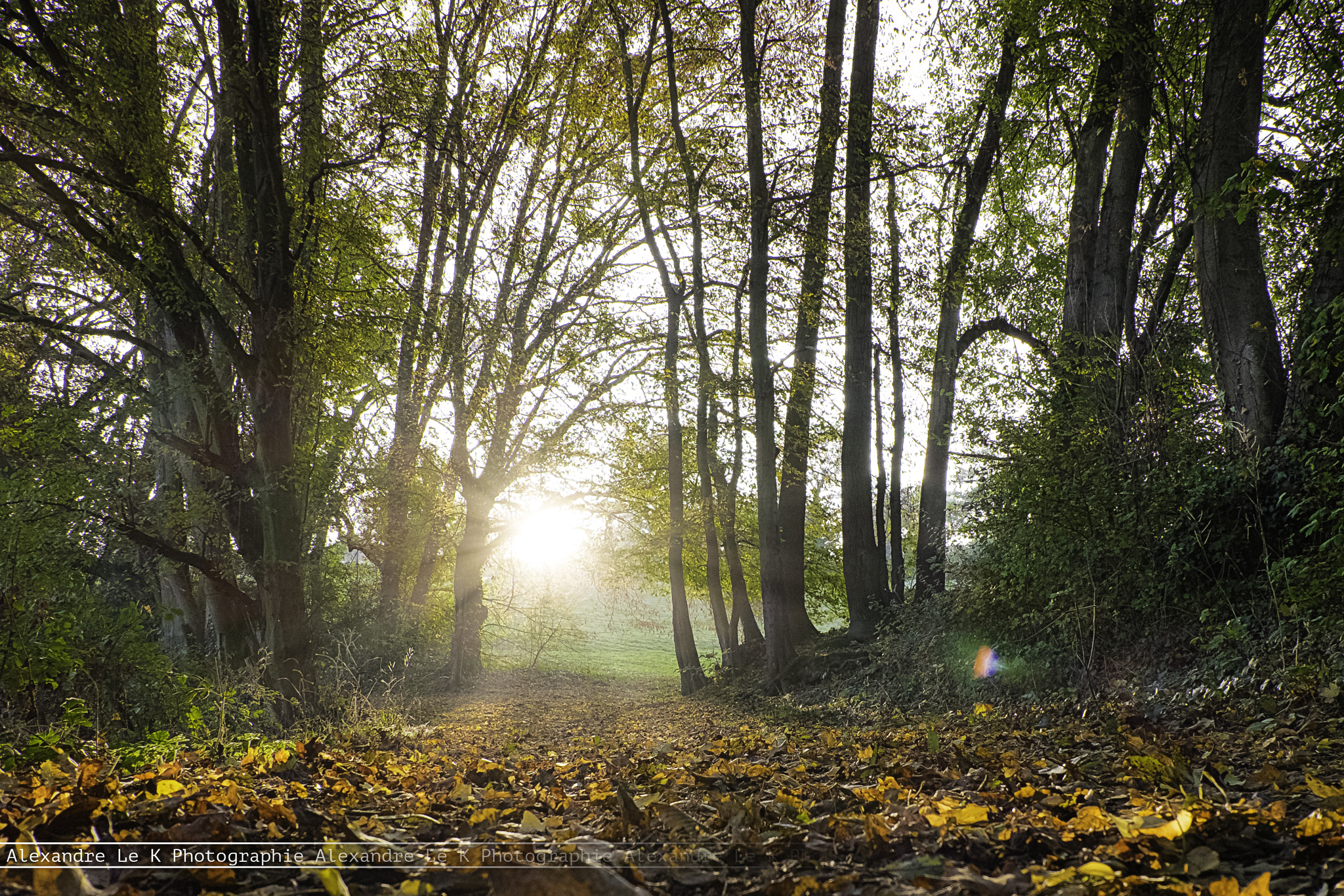 Fujifilm X-T1 + Fujifilm XC 16-50mm F3.5-5.6 OIS II sample photo. Yellow fire photography