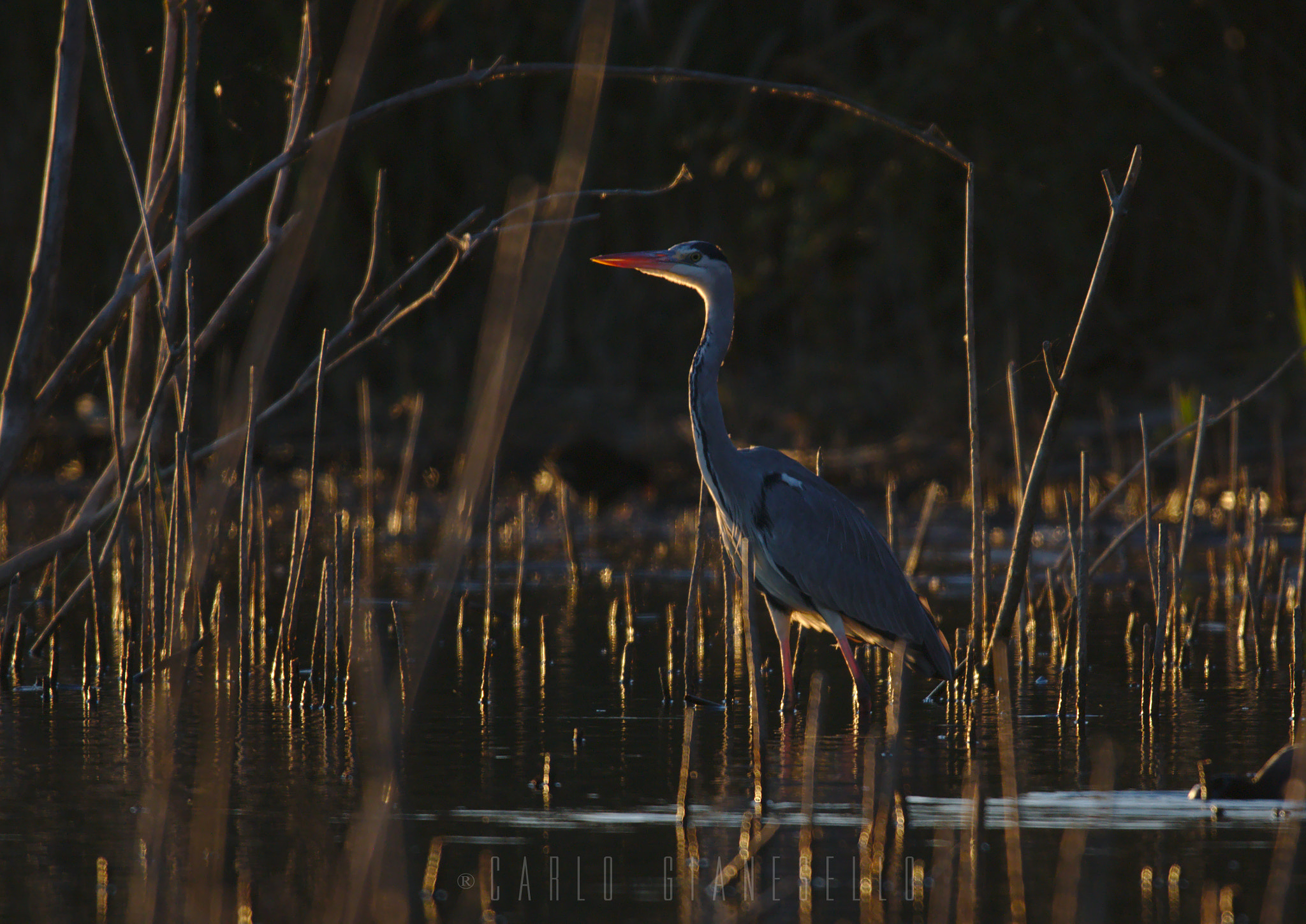 Sigma 150-600mm F5-6.3 DG OS HSM | S sample photo. Alla fine del giorno photography
