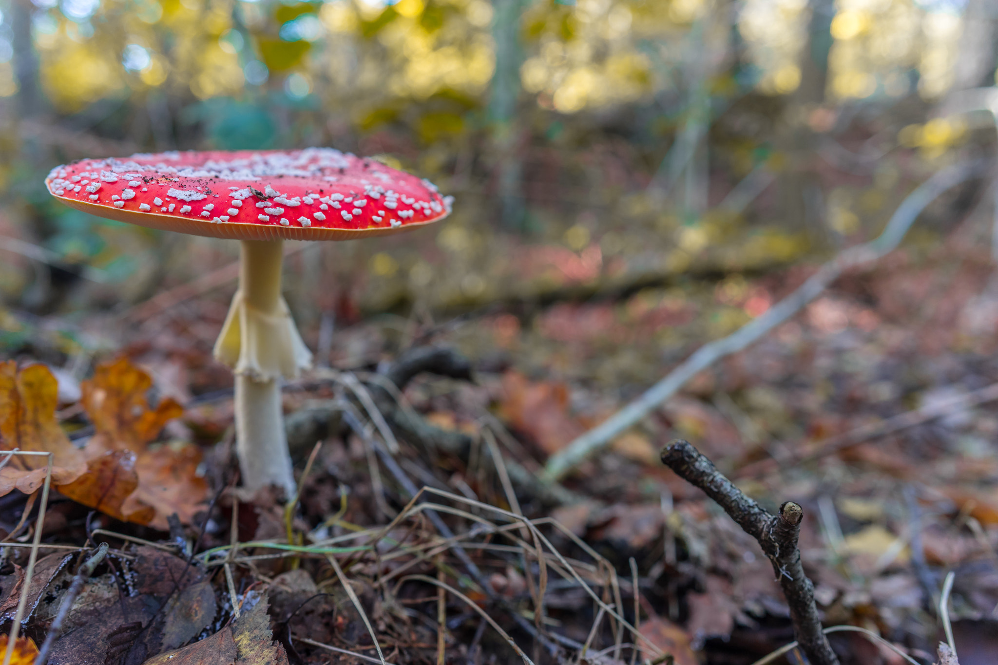 Sony a7 II + ZEISS Batis 25mm F2 sample photo. Mushroom photography