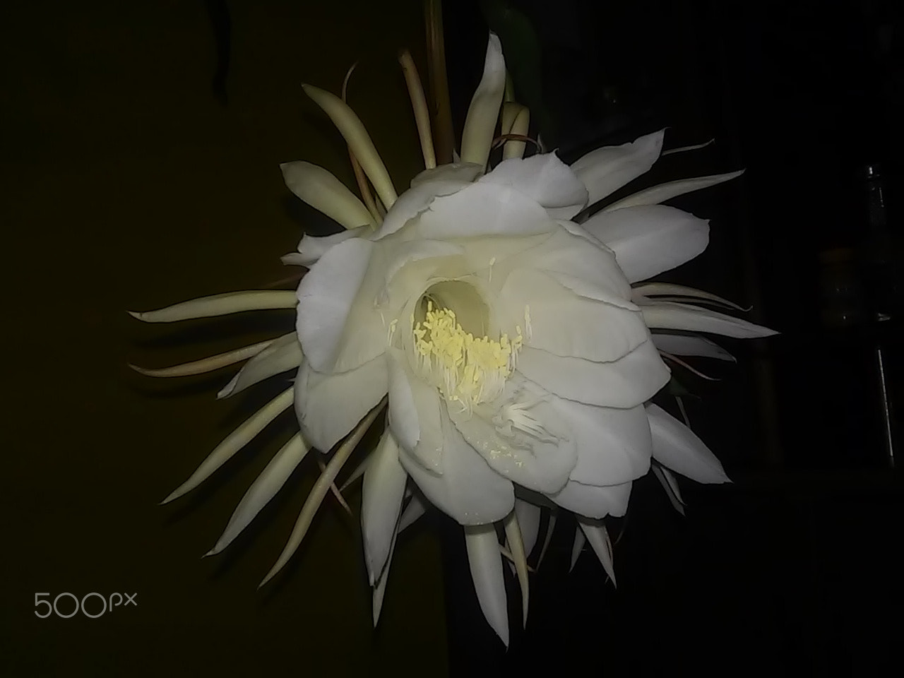 LG D410 sample photo. White flower photography