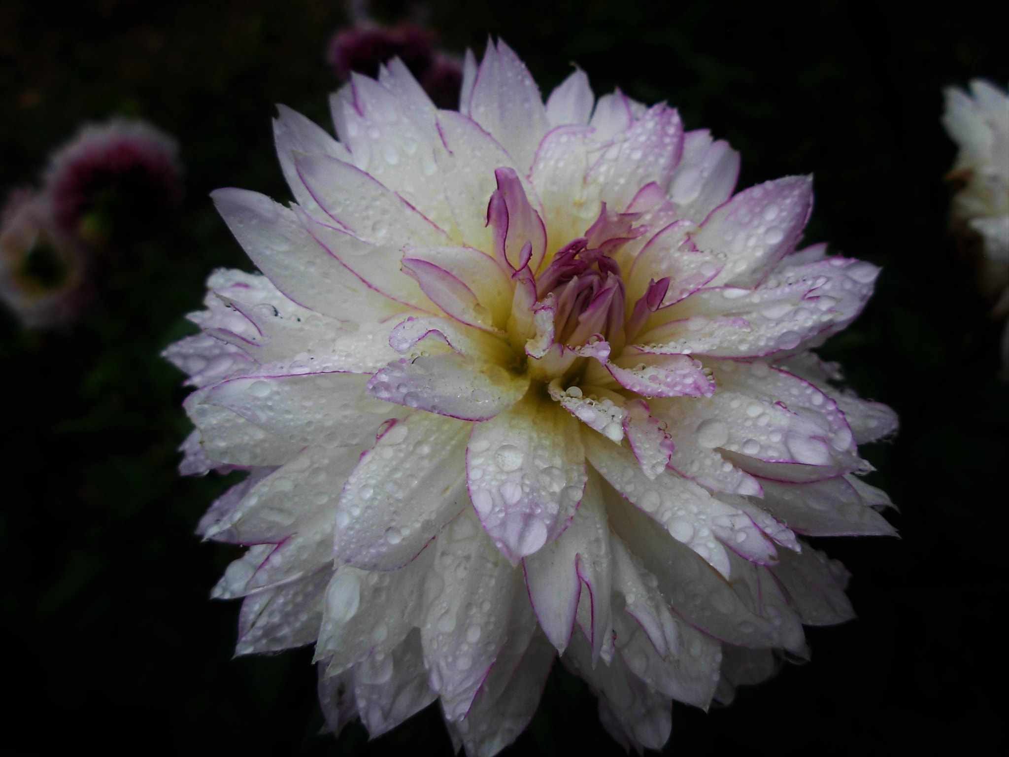 Nikon COOLPIX L5 sample photo. Flower after rain photography