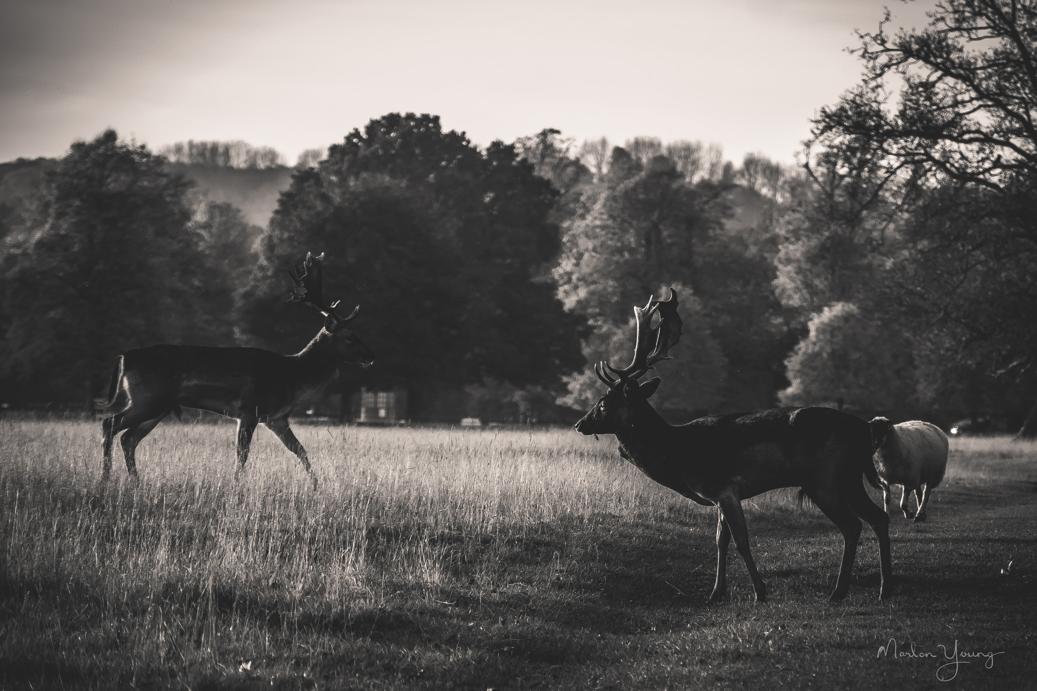 Fujifilm X-Pro2 + Fujifilm XF 18-135mm F3.5-5.6 R LM OIS WR sample photo. Stags crossing photography