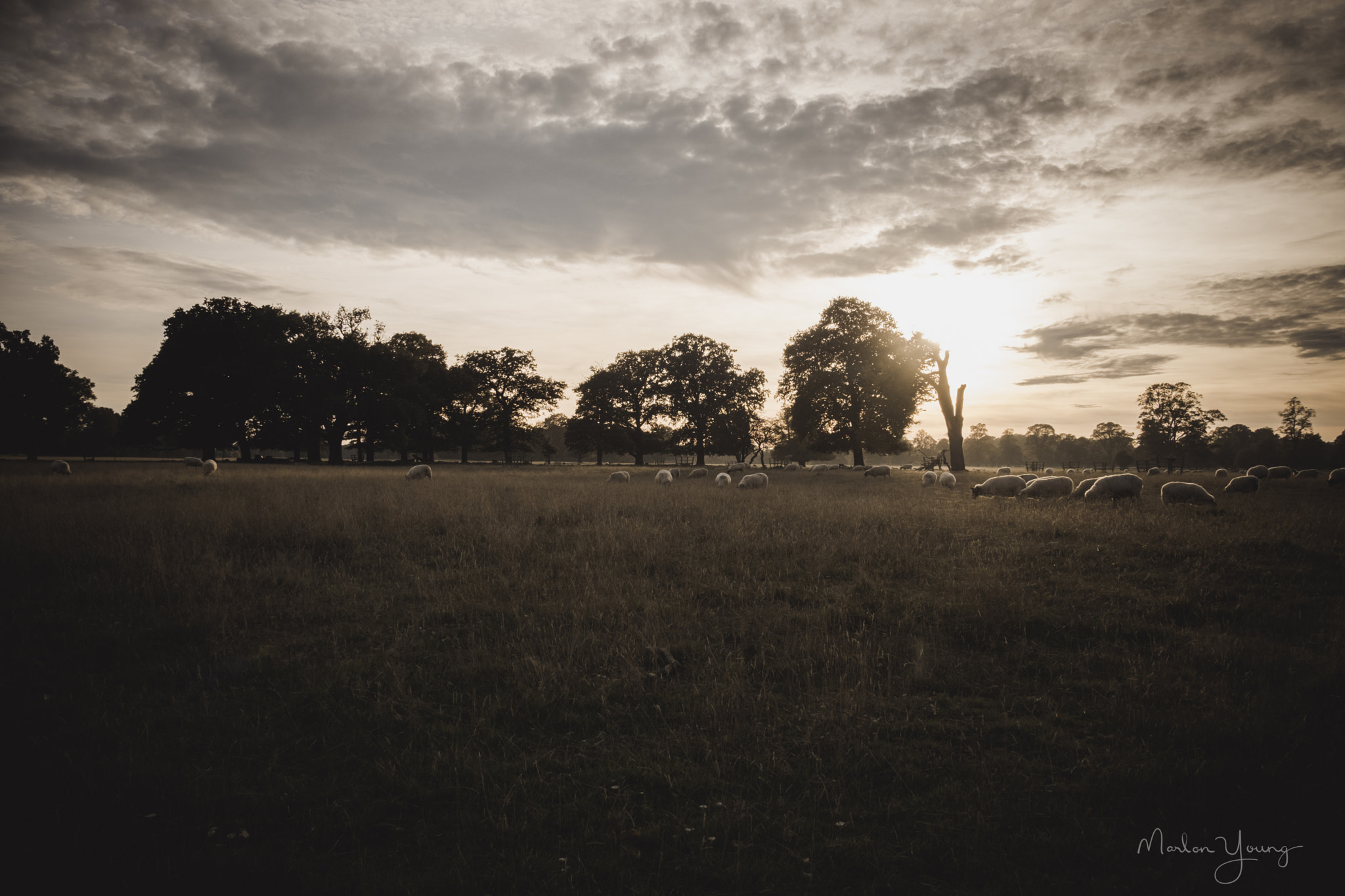 Fujifilm X-Pro2 + Fujifilm XF 18-135mm F3.5-5.6 R LM OIS WR sample photo. Sunset sheep photography