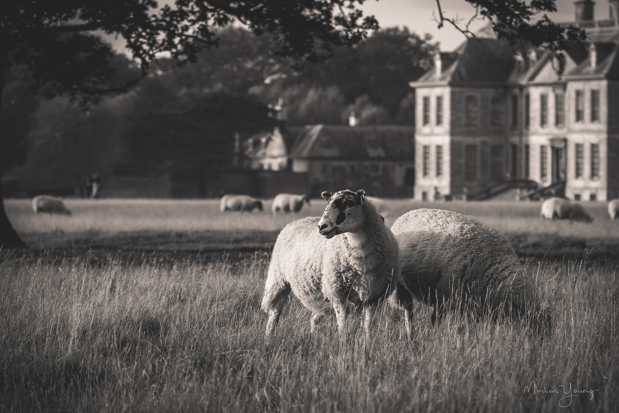 Fujifilm X-Pro2 + Fujifilm XF 18-135mm F3.5-5.6 R LM OIS WR sample photo. Sheep at the house photography