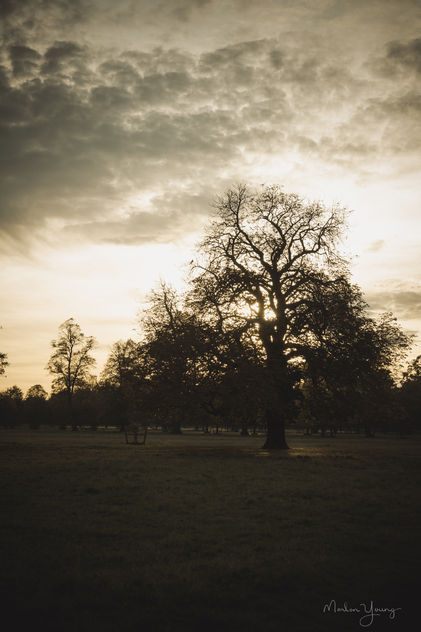 Fujifilm X-Pro2 + Fujifilm XF 18-135mm F3.5-5.6 R LM OIS WR sample photo. A lonely tree... photography