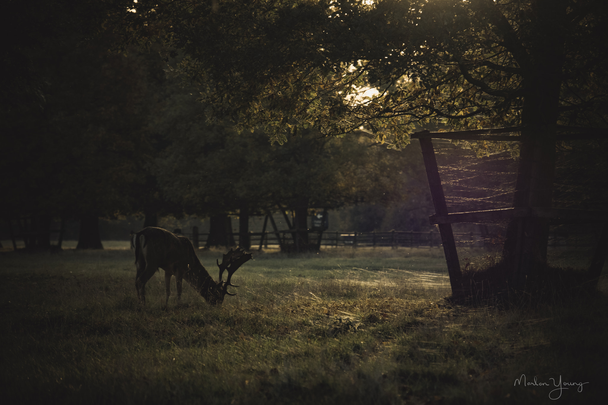 Fujifilm X-Pro2 + Fujifilm XF 18-135mm F3.5-5.6 R LM OIS WR sample photo. Grazing stag photography