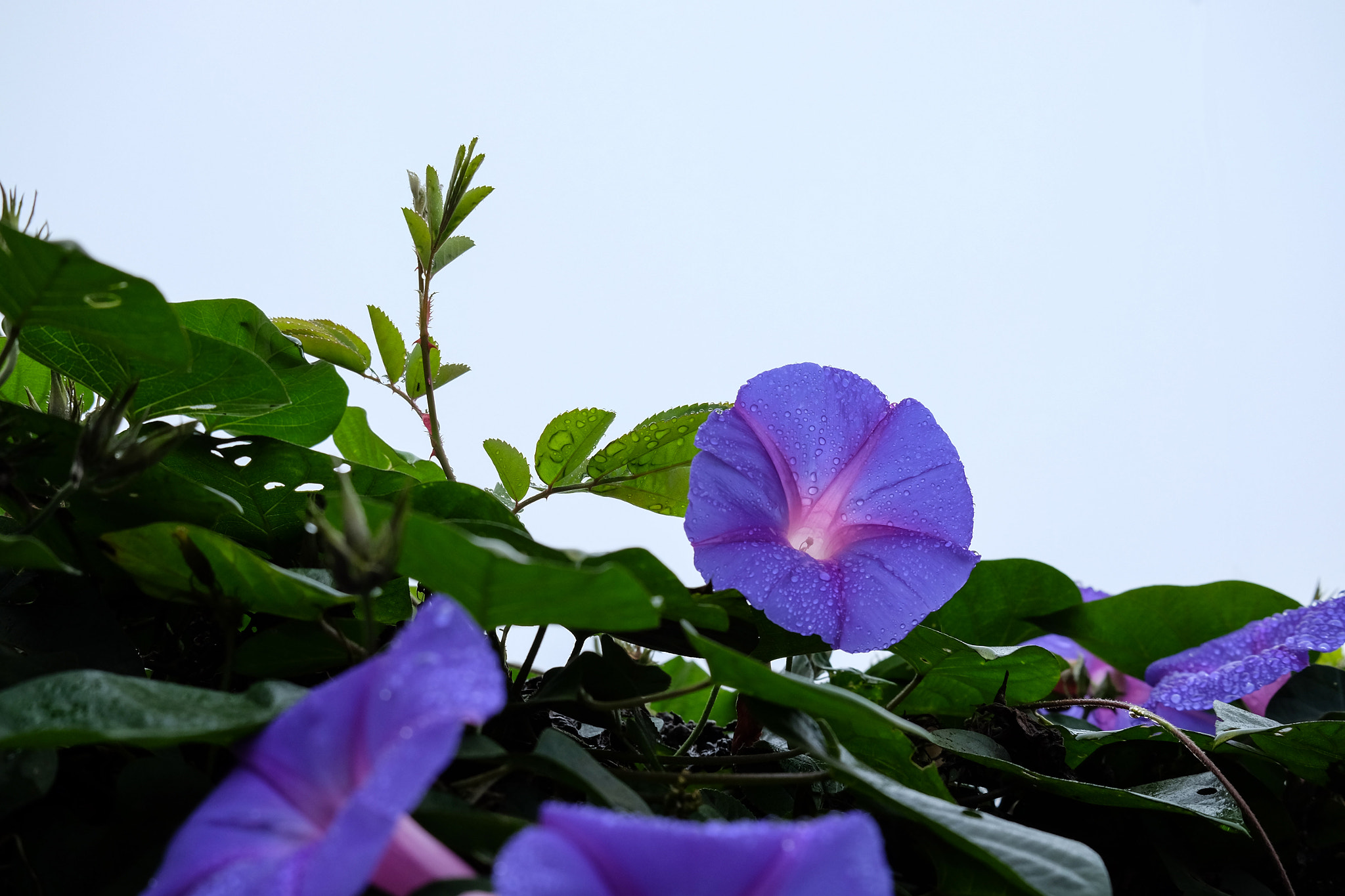 Fujifilm X-E2 + Fujifilm XC 50-230mm F4.5-6.7 OIS II sample photo. Flowers photography