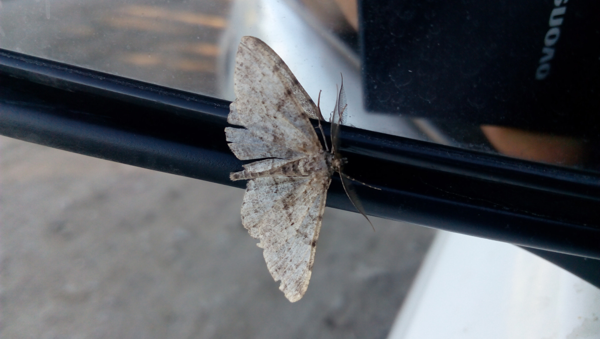Lenovo P70-A sample photo. Fly my butterfly photography