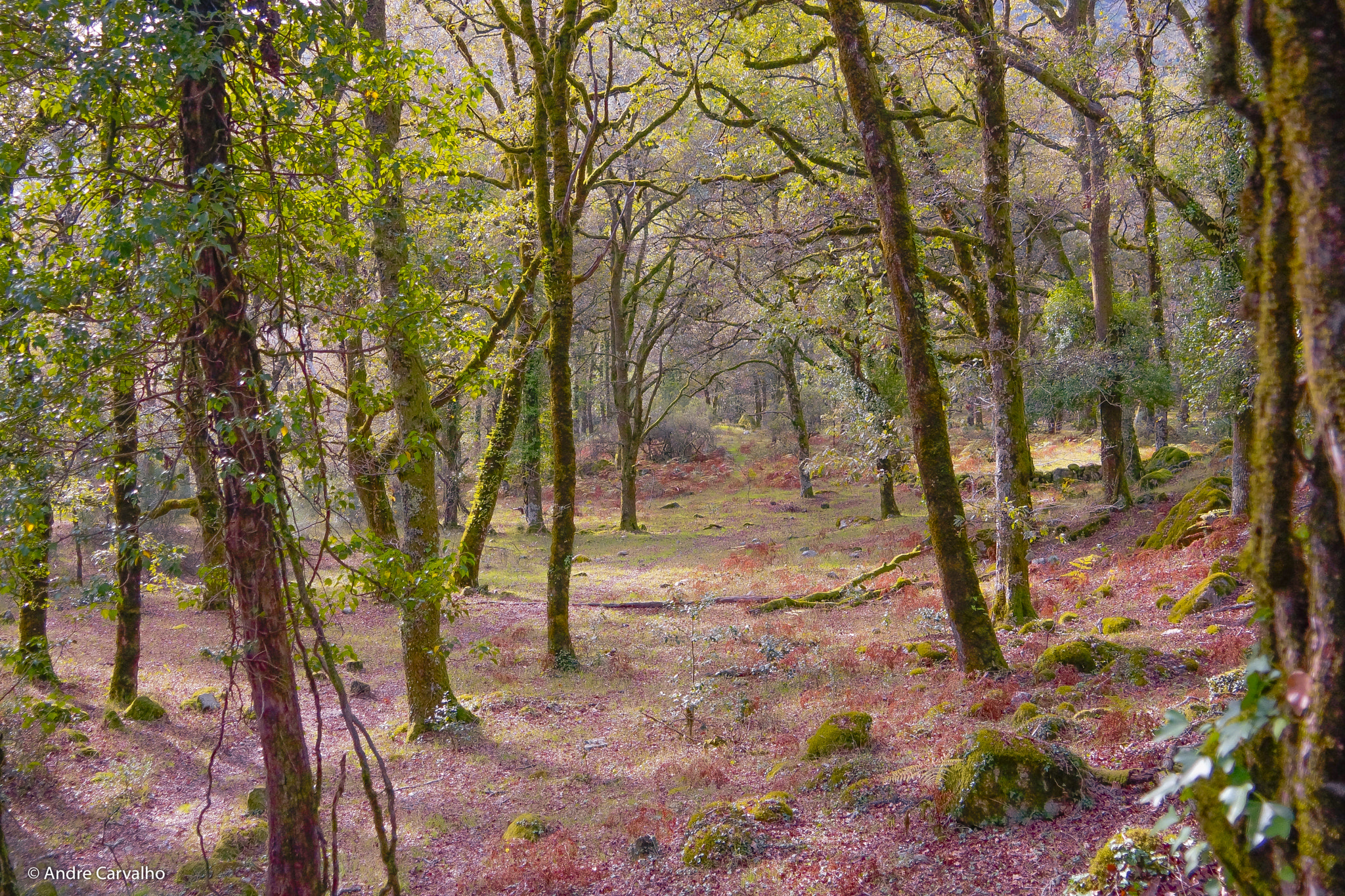 Sony Alpha NEX-7 sample photo. Autumn colors photography