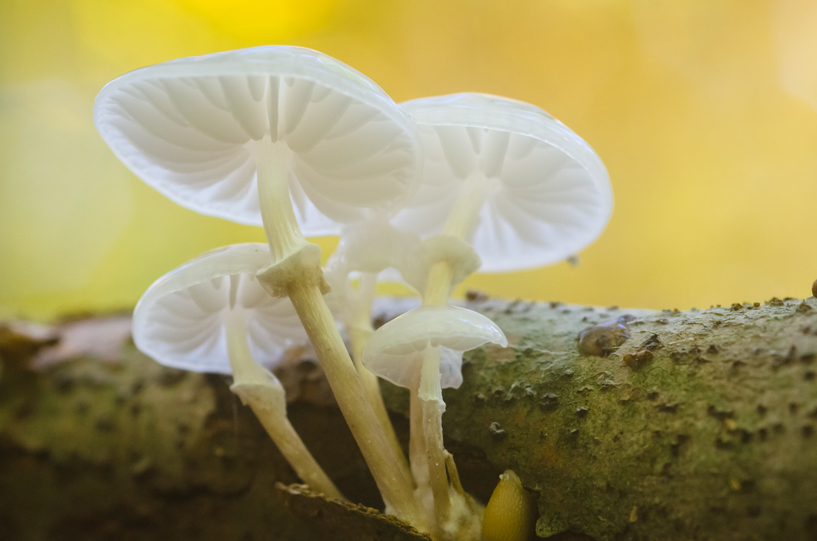 Nikon D7000 + Sigma 105mm F2.8 EX DG Macro sample photo. Autumn 2 photography