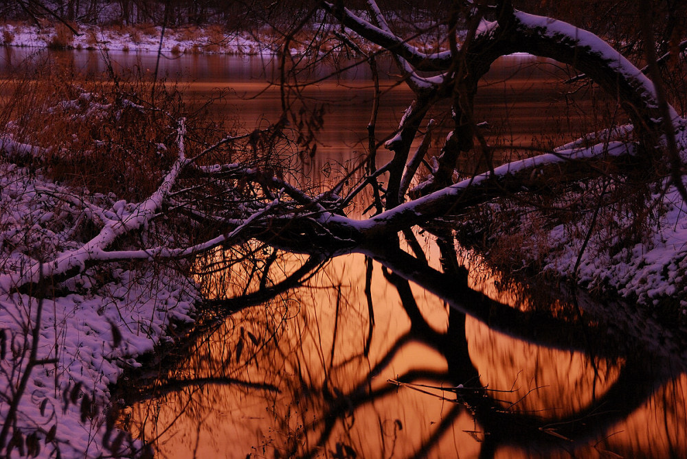 Nikon D40X sample photo. Golden winter photography