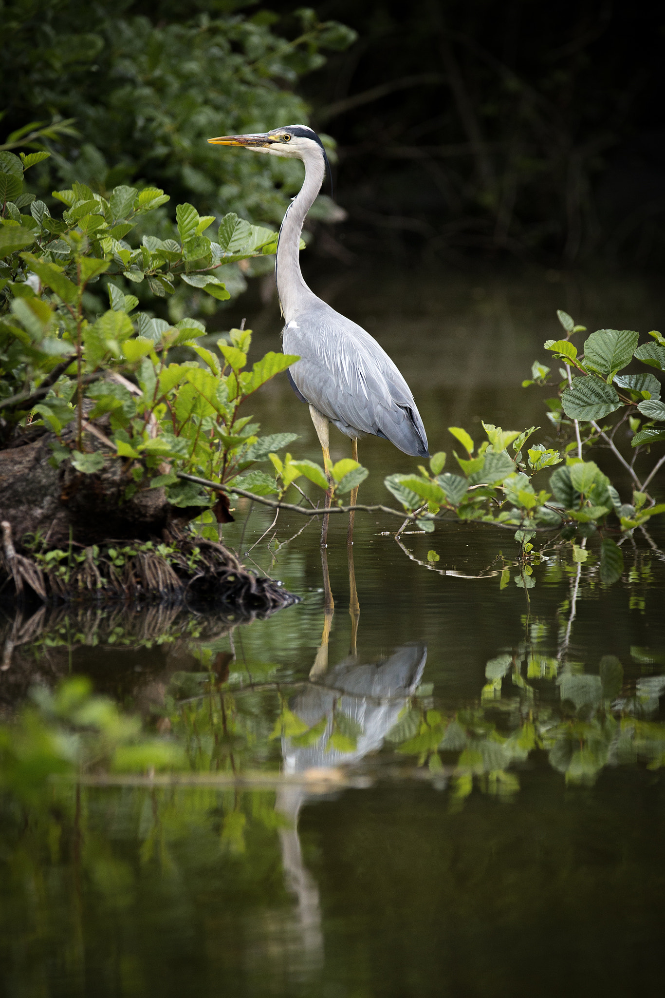 Sigma 150-600mm F5-6.3 DG OS HSM | C sample photo. Heron photography