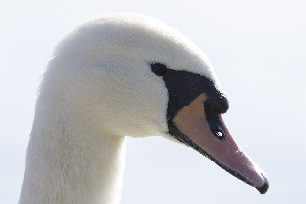 Canon EF 500mm F4L IS II USM sample photo. Alsace photography