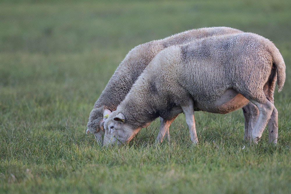 Canon EF 500mm F4L IS II USM sample photo. Alsace photography