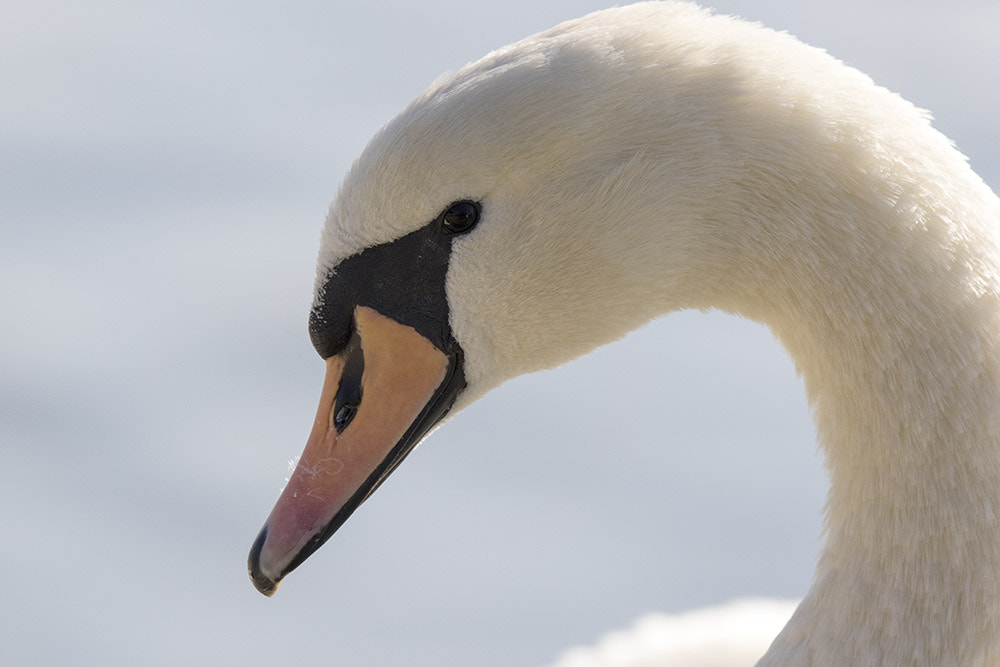 Canon EF 500mm F4L IS II USM sample photo. Alsace photography