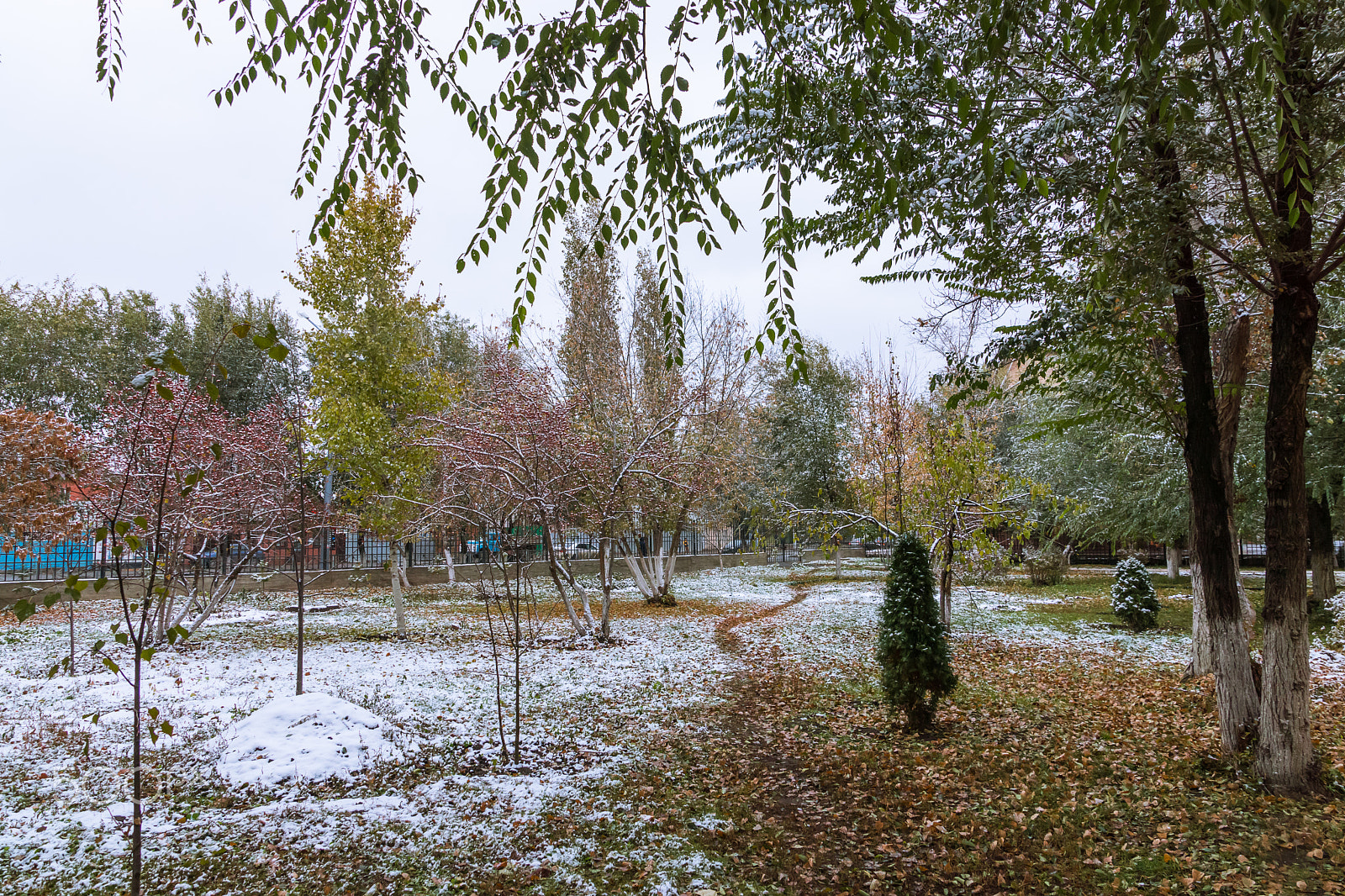 Sony SLT-A65 (SLT-A65V) sample photo. Winter visiting autumn photography