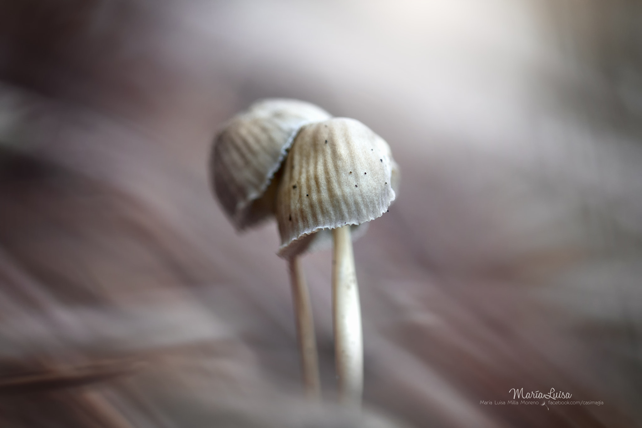 Canon EF 100mm F2.8 Macro USM sample photo. Together again photography