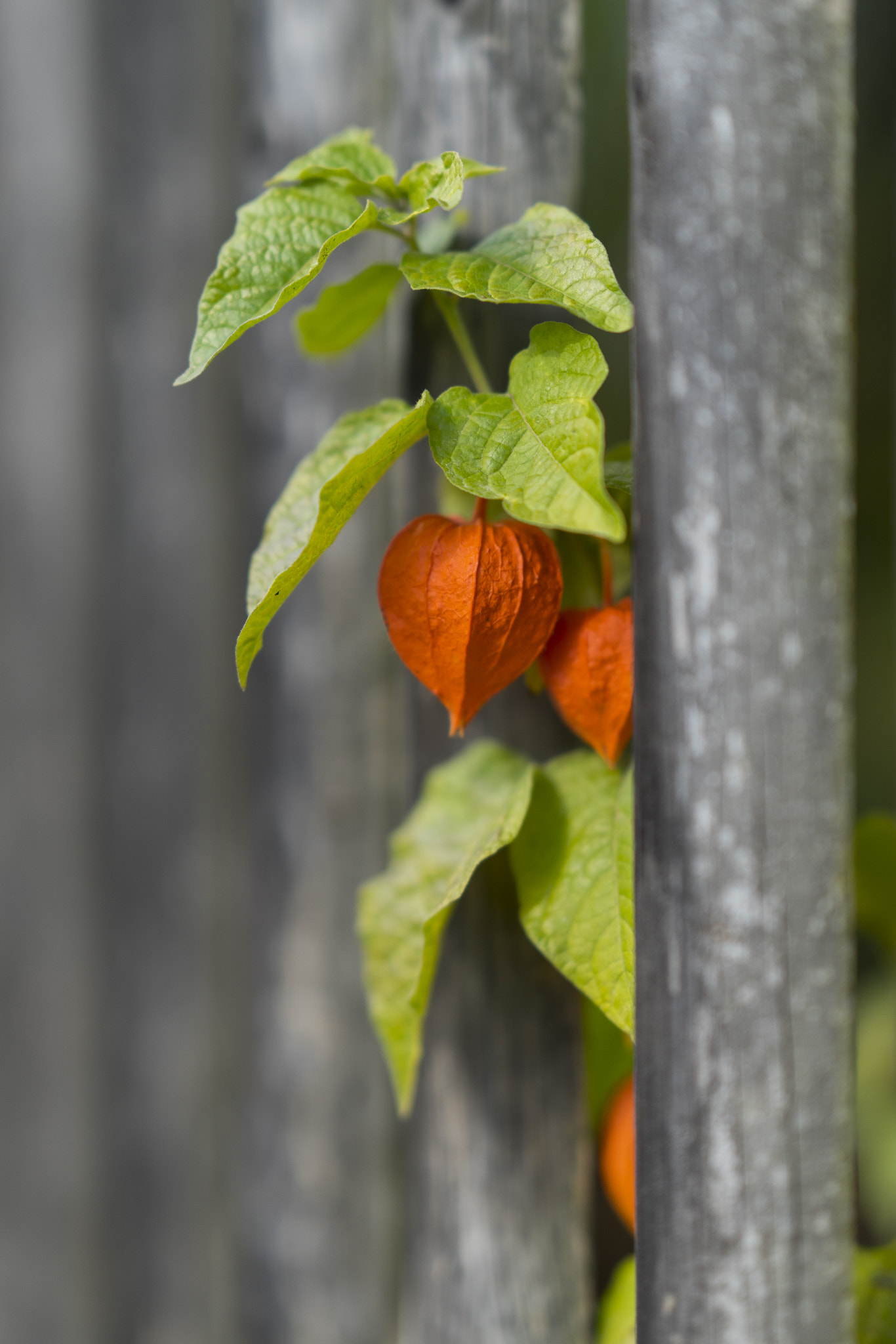 Sony FE 85mm F1.4 GM sample photo. Autumn 2016 i photography