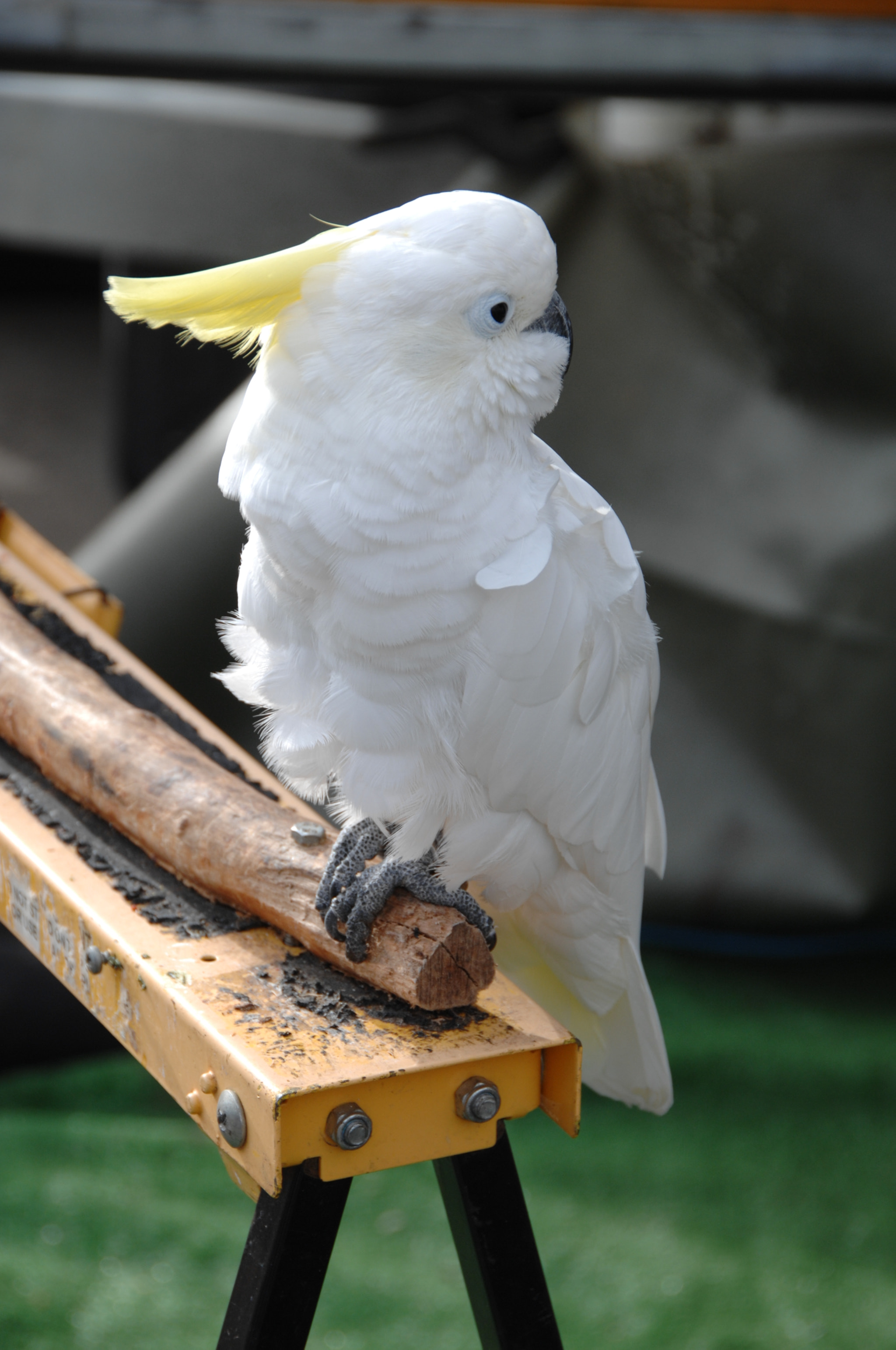 Nikon D2X sample photo