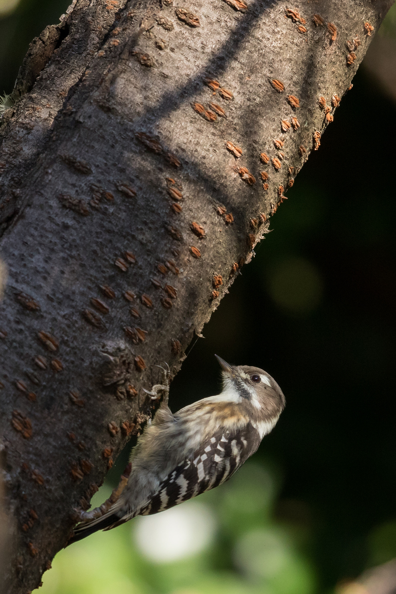 Canon EF 500mm F4L IS II USM sample photo. Japanese pygmy woodpecker photography
