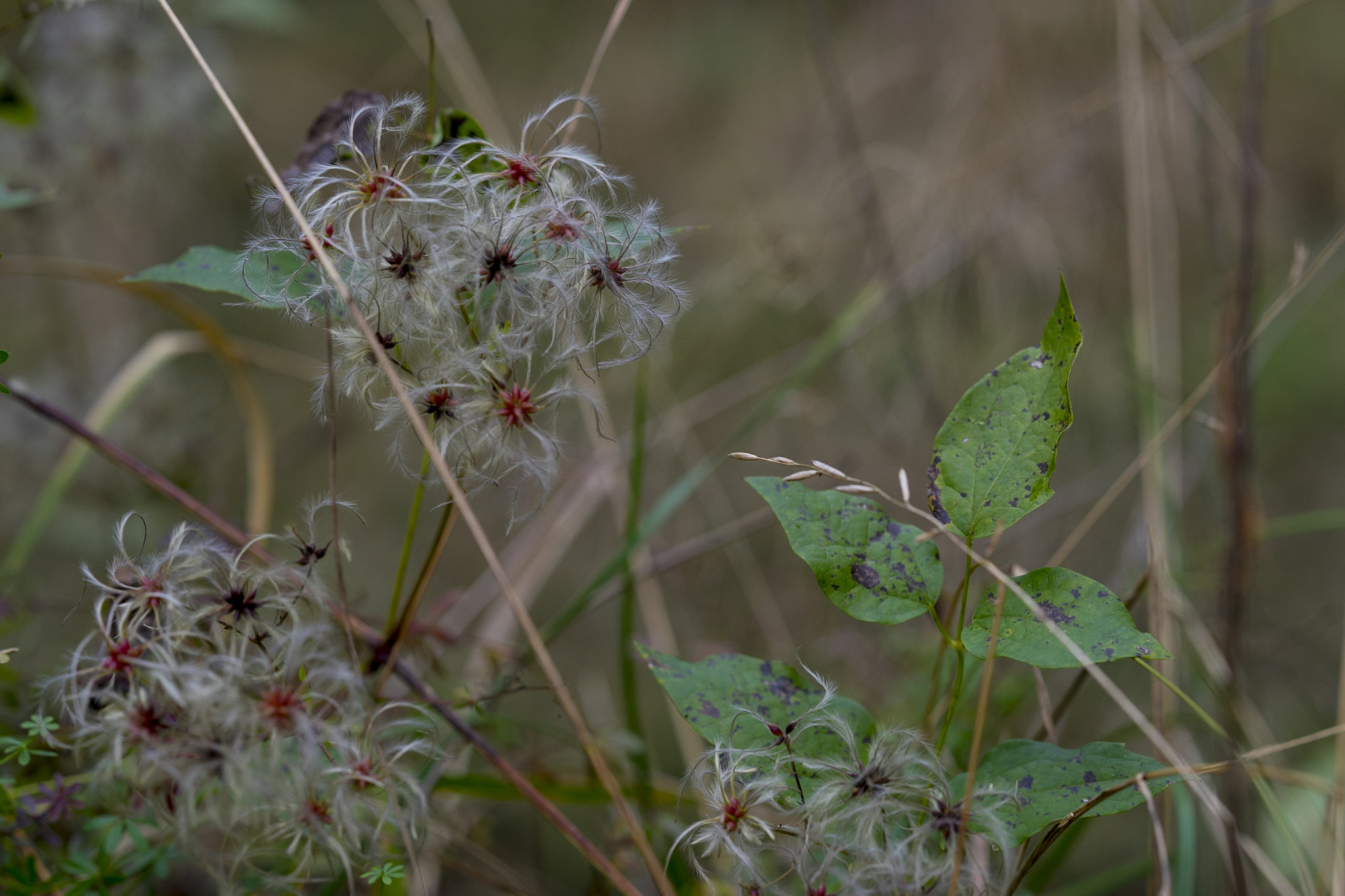 Sony a7 II + Sony FE 85mm F1.4 GM sample photo. Autumn v photography