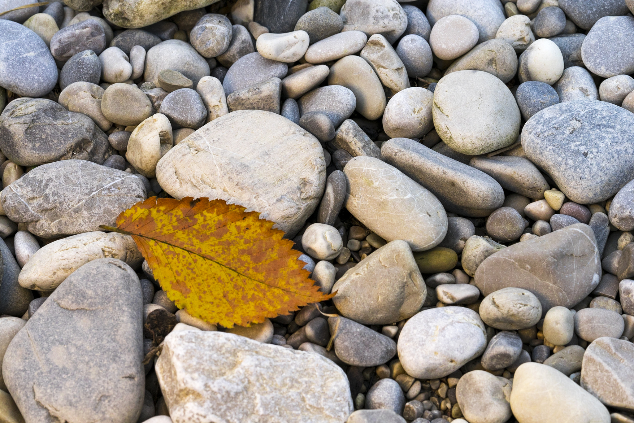 Sony a7 II + Sony FE 85mm F1.4 GM sample photo. Autumn 2016 vi photography