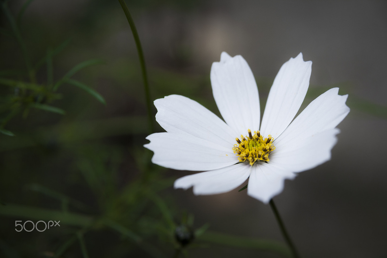 Canon EOS 400D (EOS Digital Rebel XTi / EOS Kiss Digital X) sample photo. A white flower photography