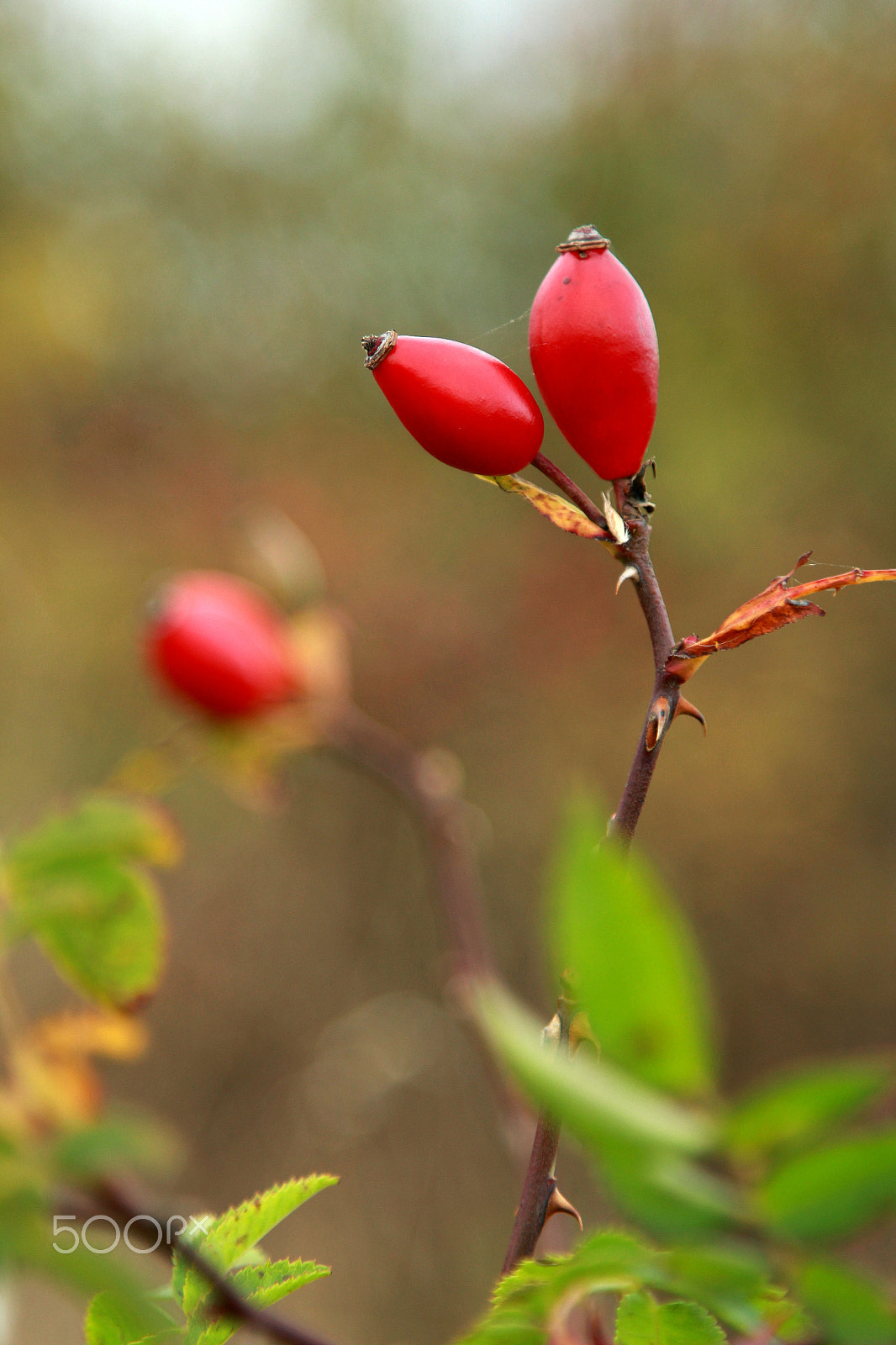 Canon EOS 1200D (EOS Rebel T5 / EOS Kiss X70 / EOS Hi) sample photo. Autum in denmark photography