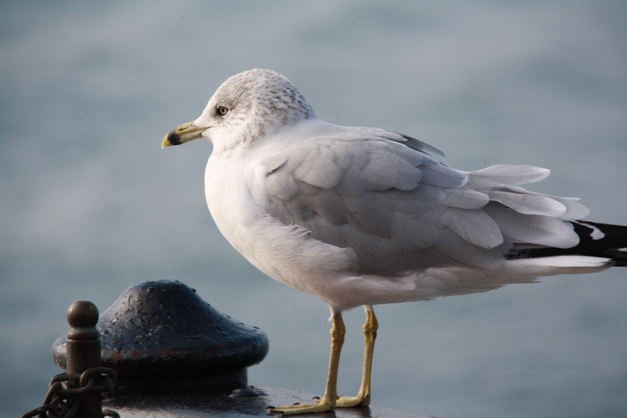 Sigma 18-200mm f/3.5-6.3 DC OS sample photo. Gaviota en ny photography