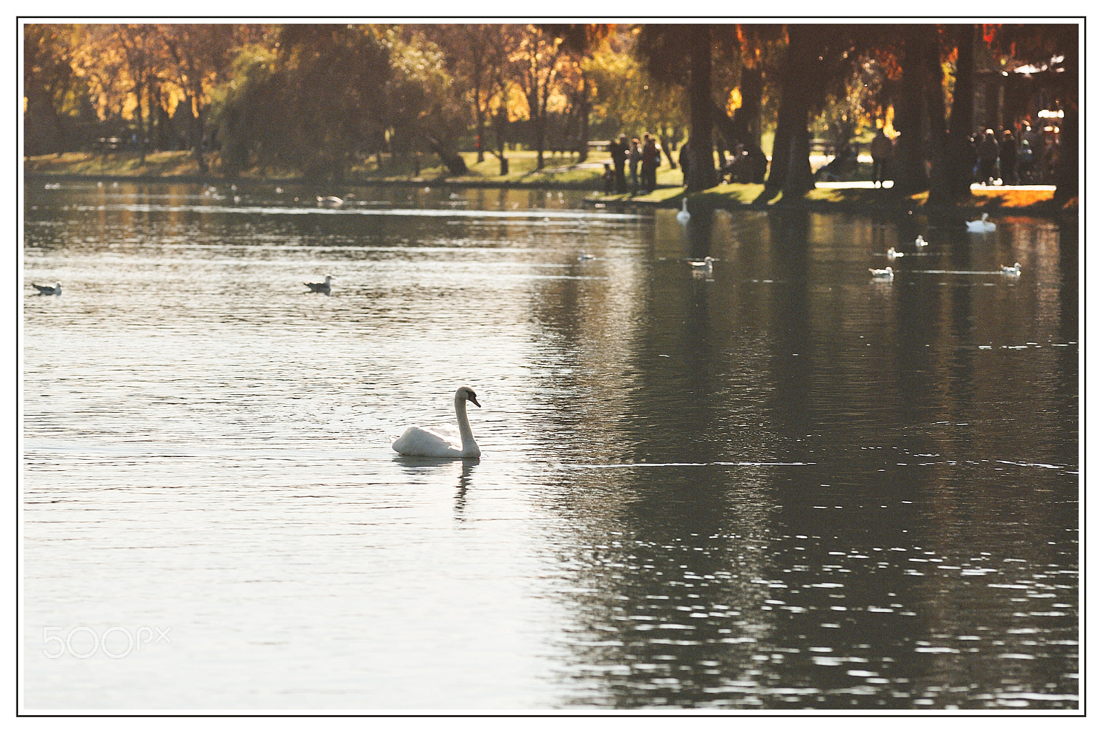 Nikon D700 + AF Nikkor 180mm f/2.8 IF-ED sample photo. Ruling the lake... photography