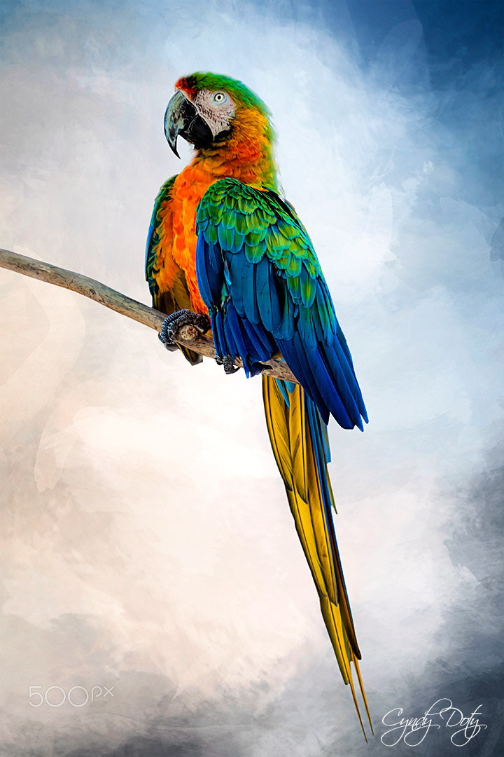Canon EF-S 55-250mm F4-5.6 IS sample photo. Perched photography