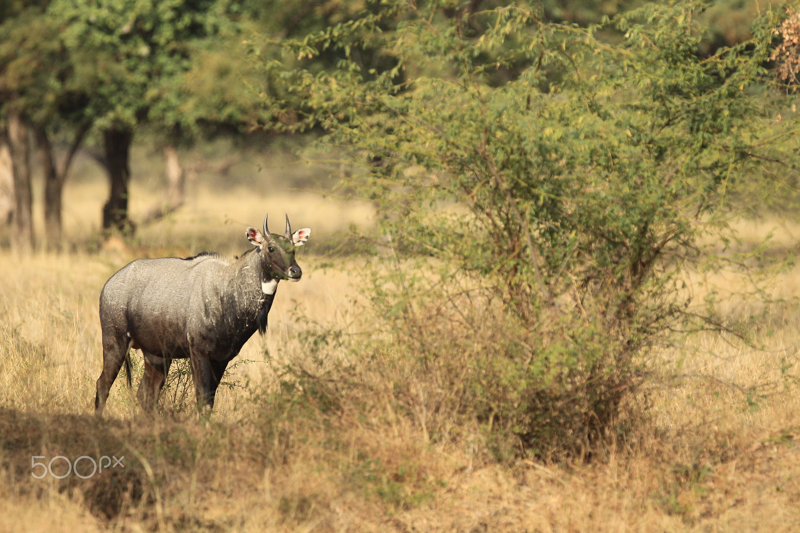 Canon EF 300mm F2.8L IS USM sample photo. Blue bull... photography
